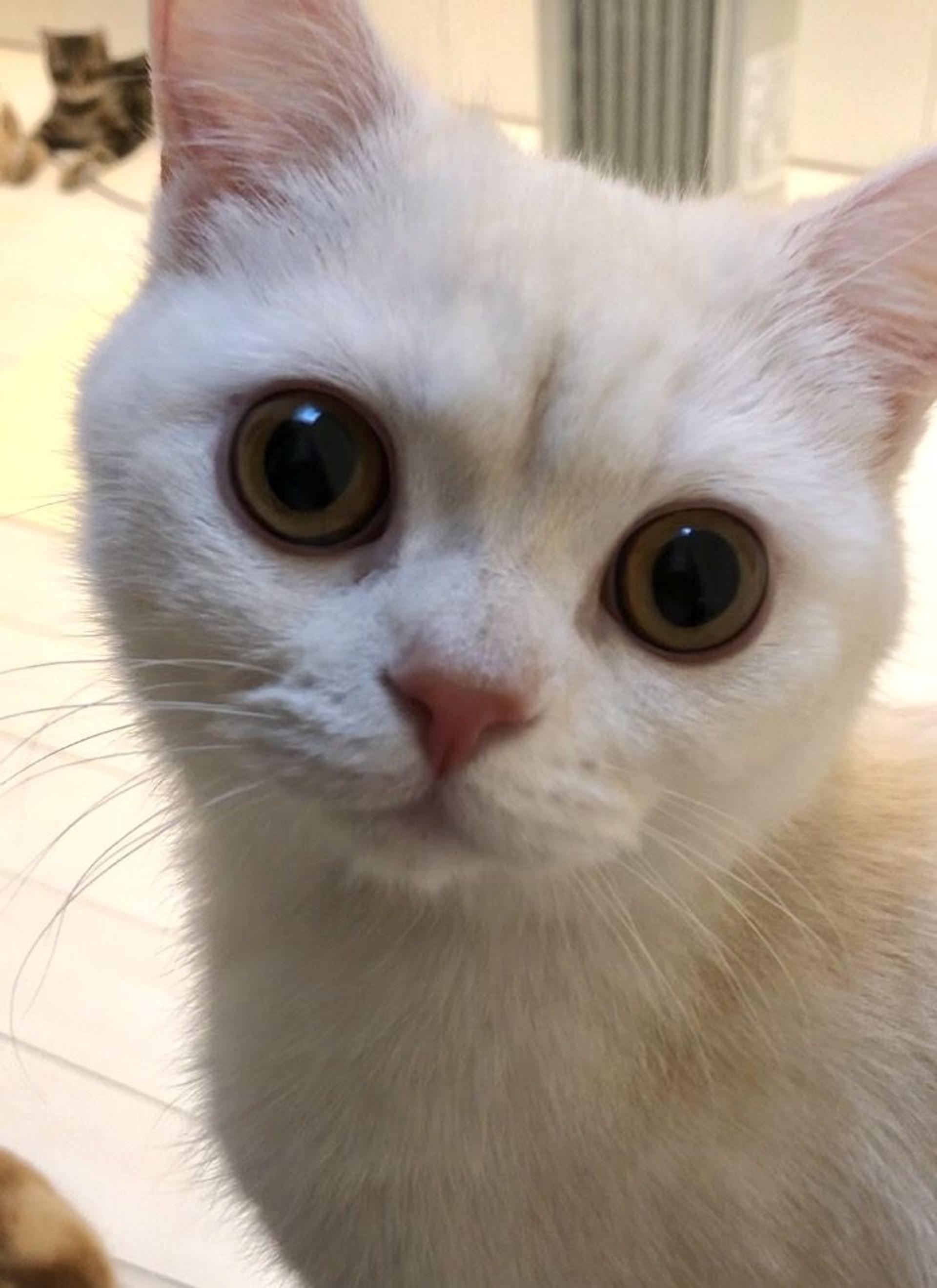 pet-image-4