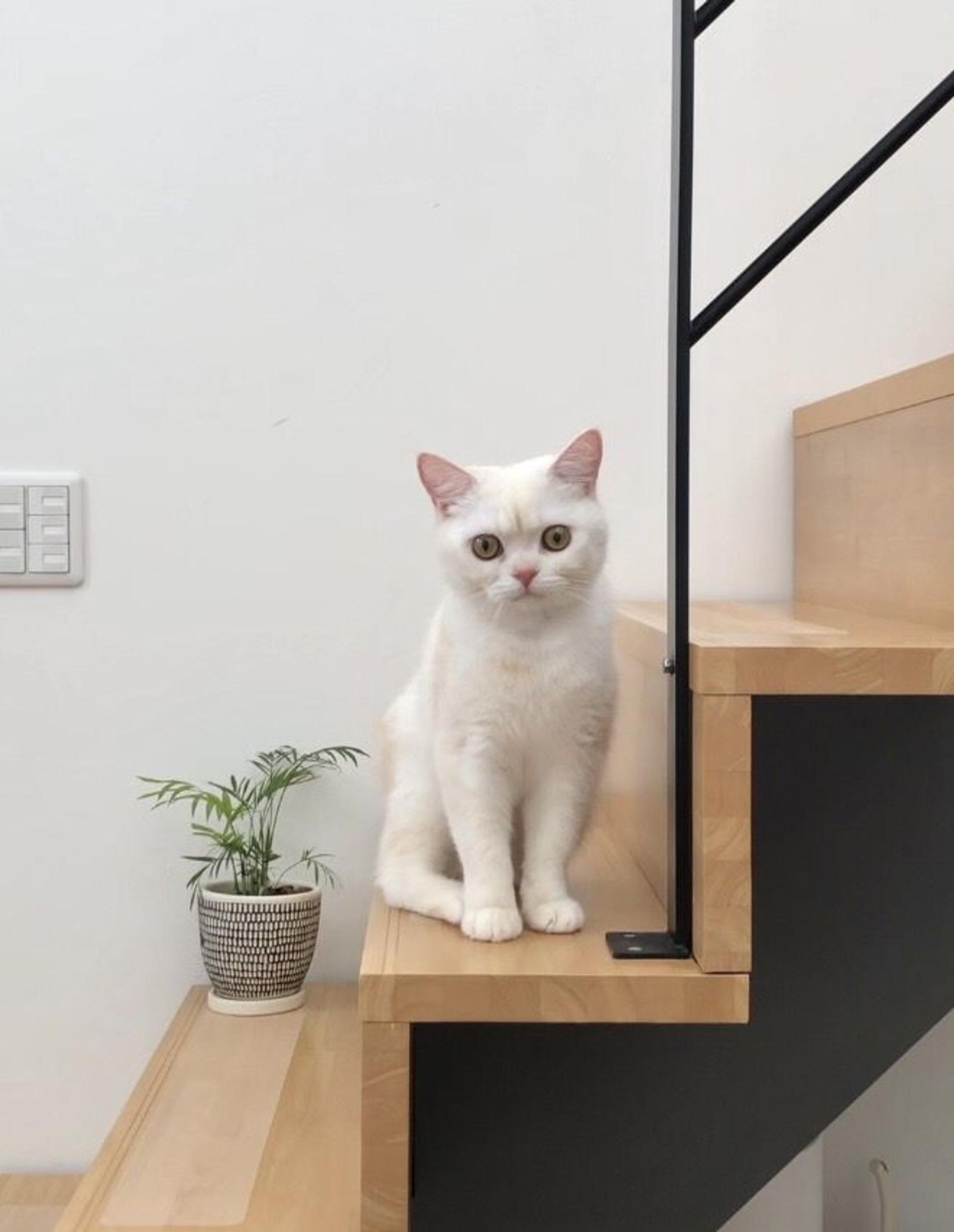 pet-image-5