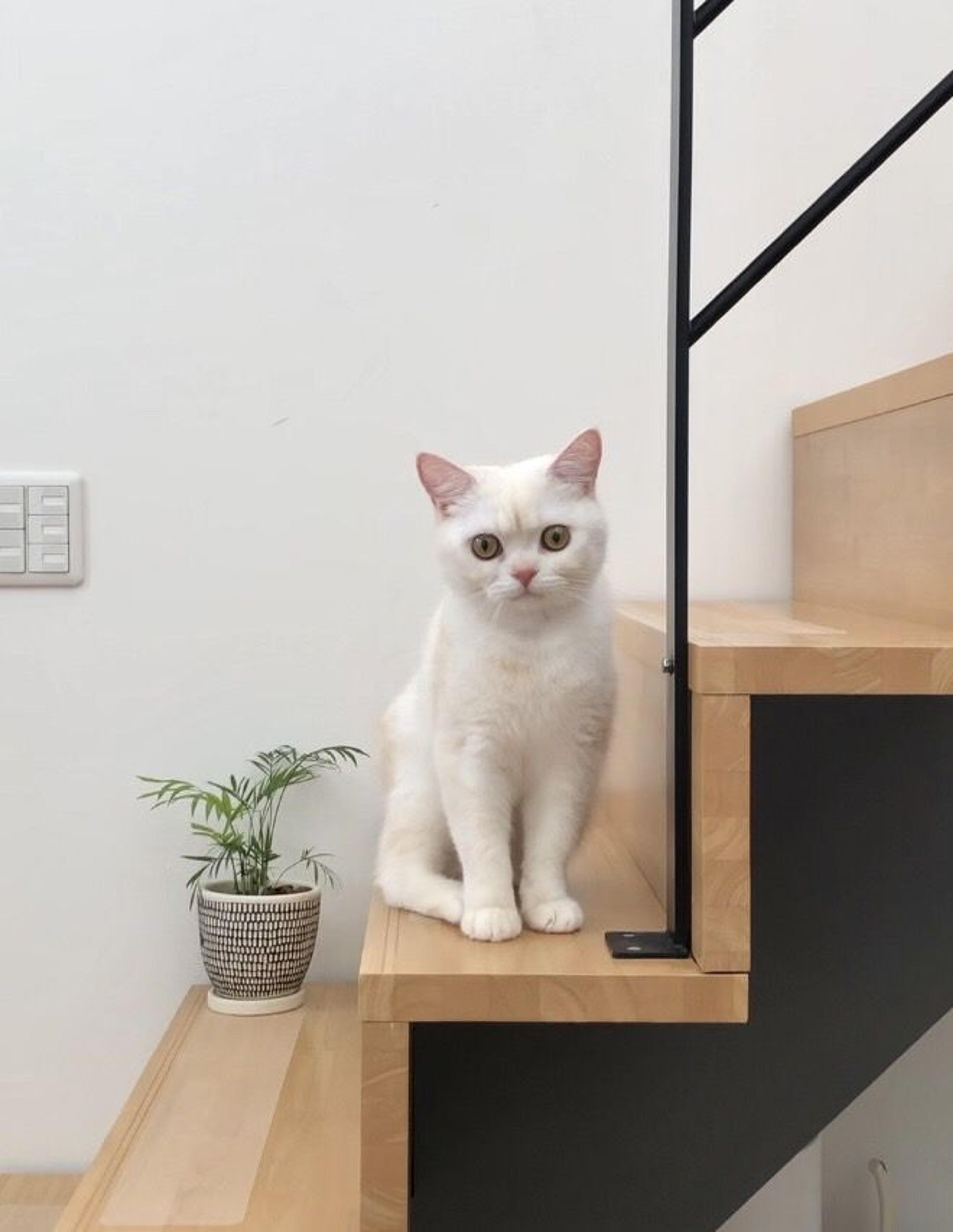 pet-image-5
