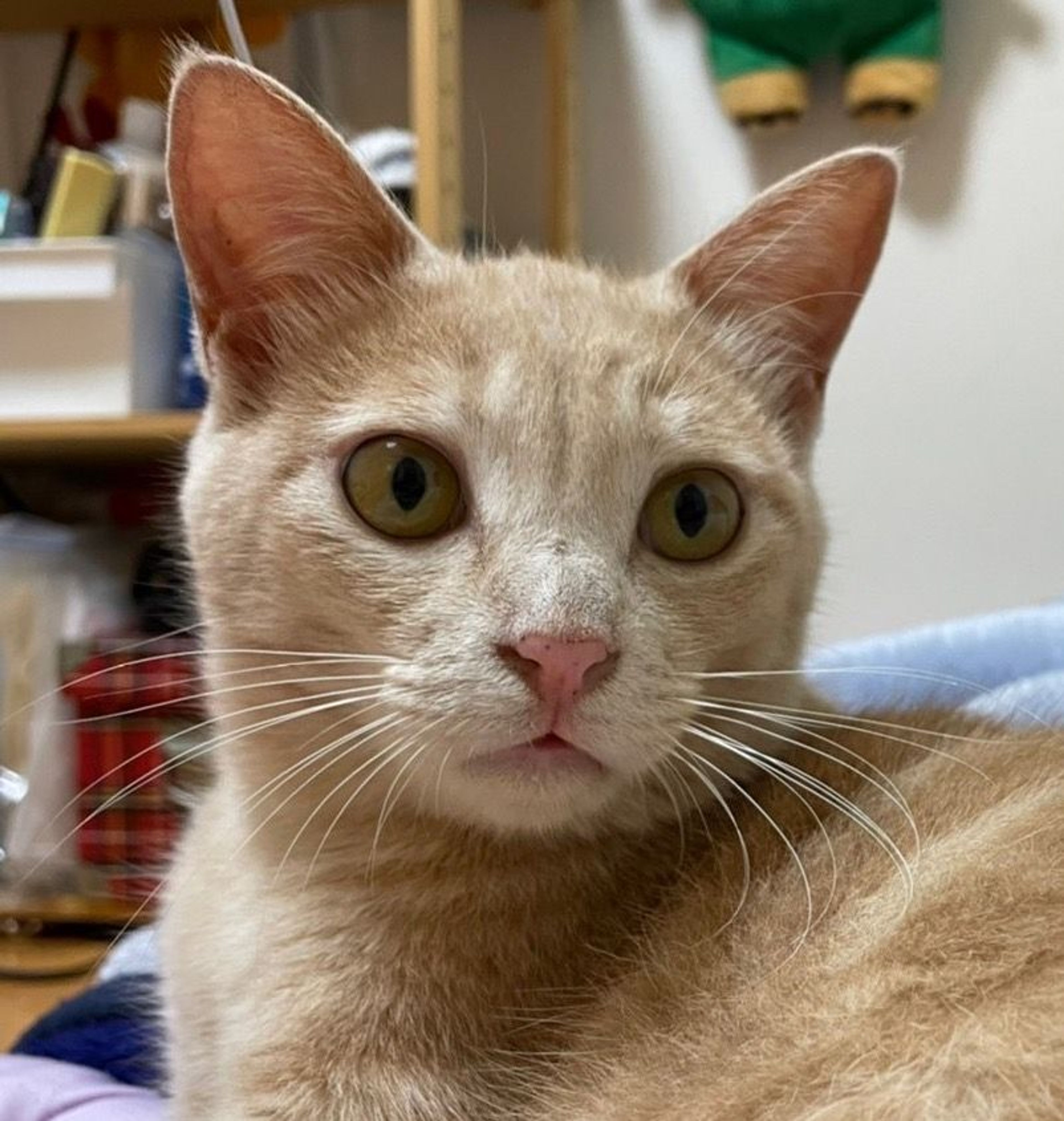 pet-image-3