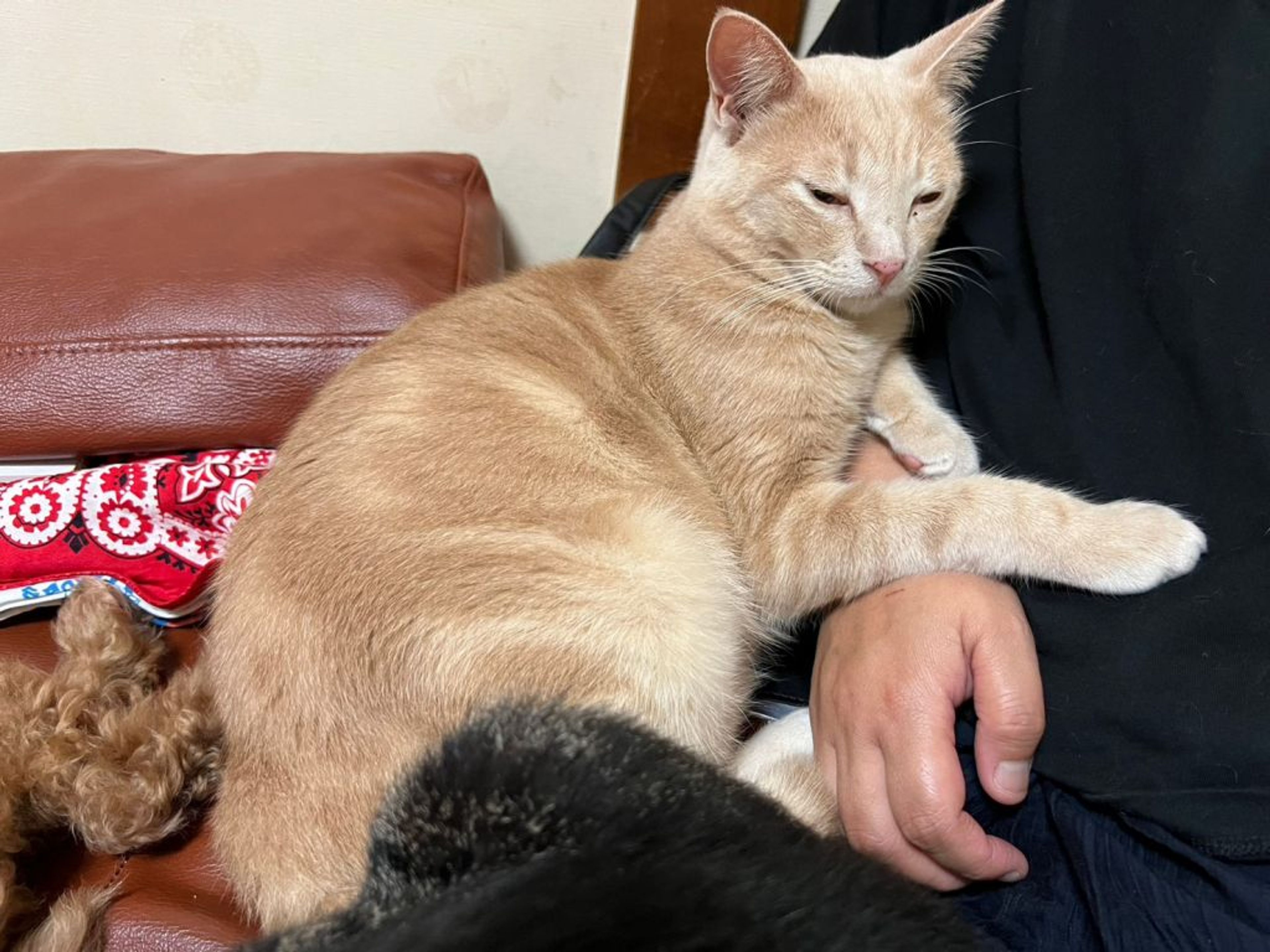 pet-image-4