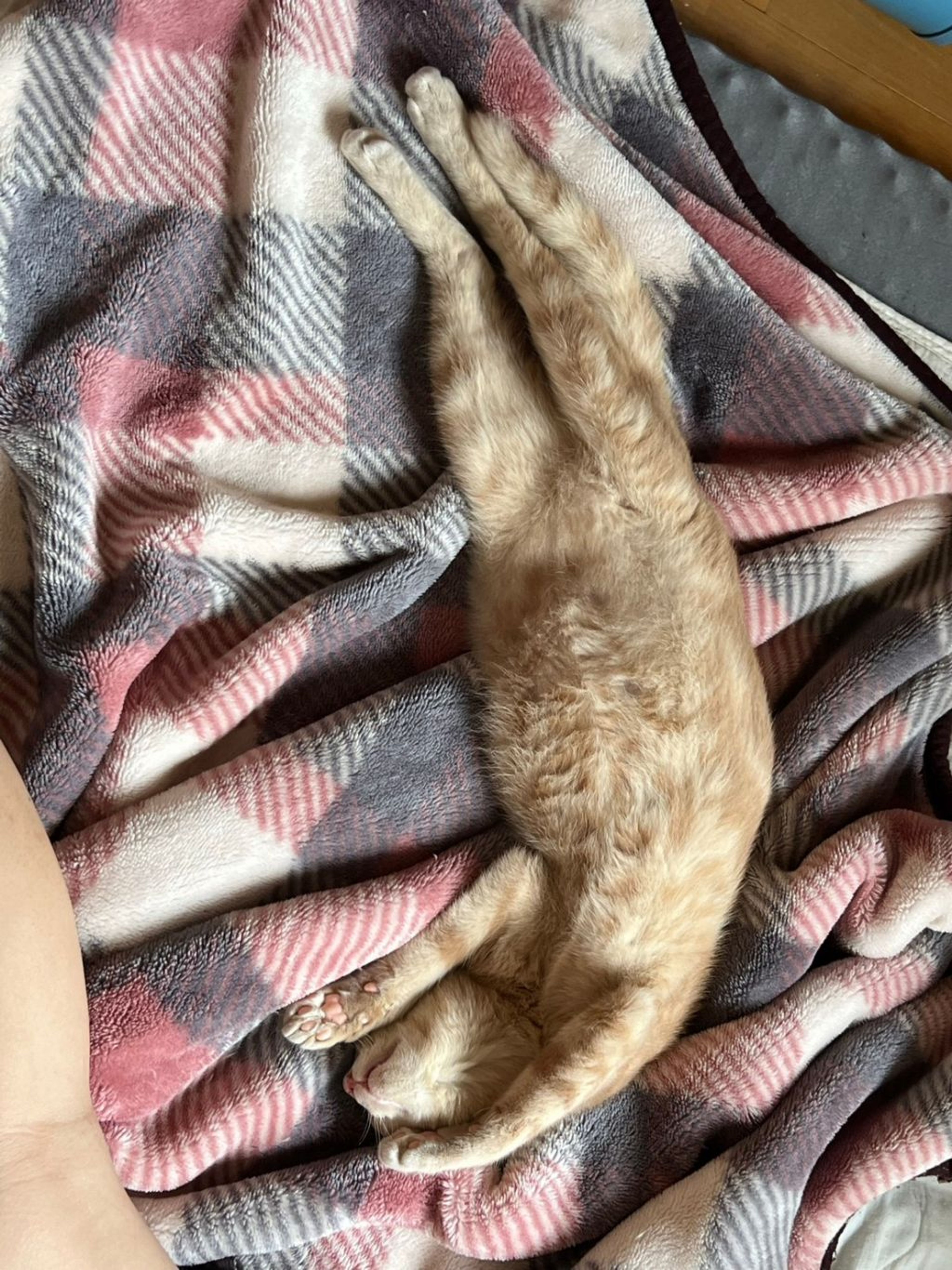 pet-image-5