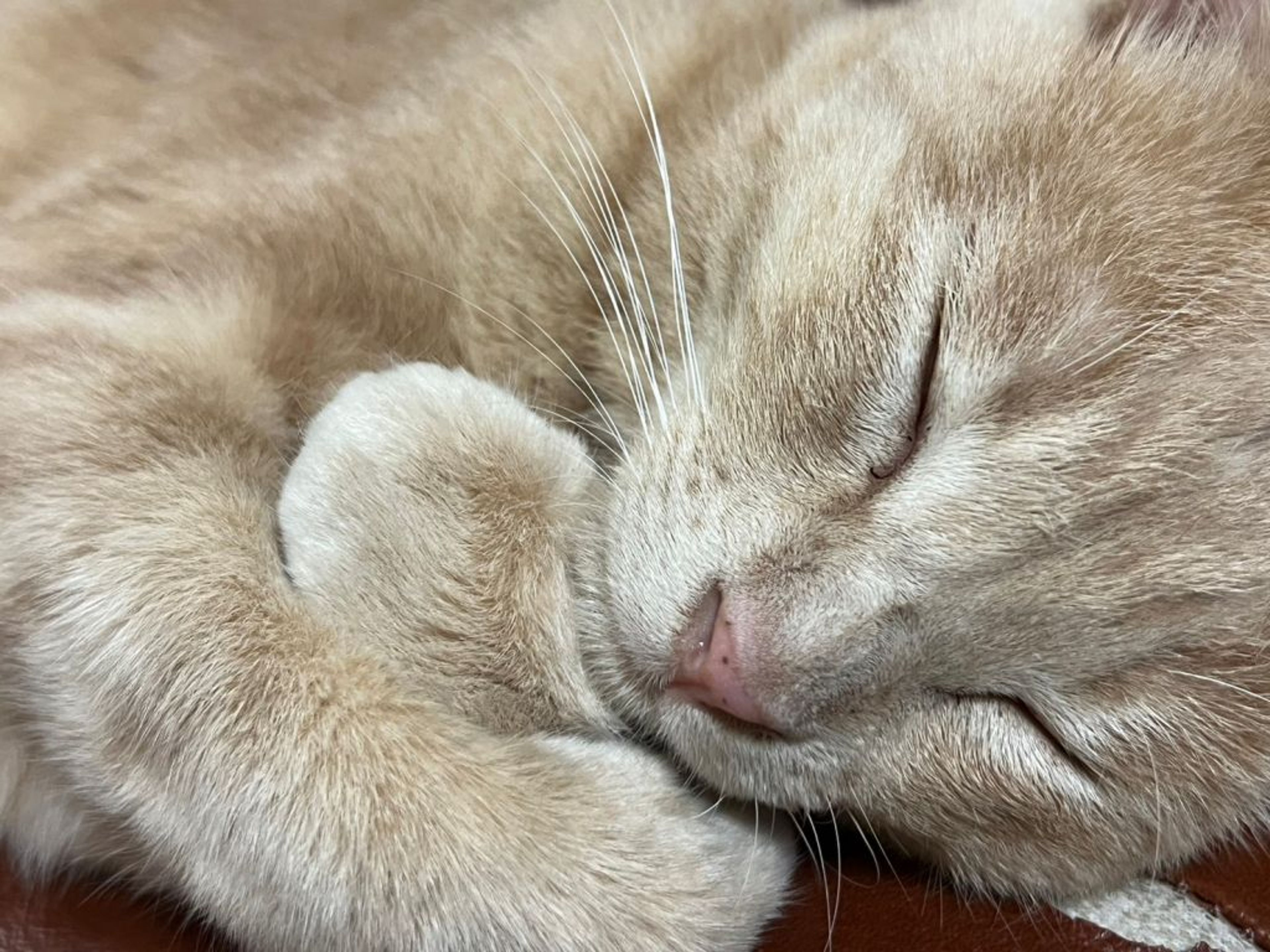 pet-image-6