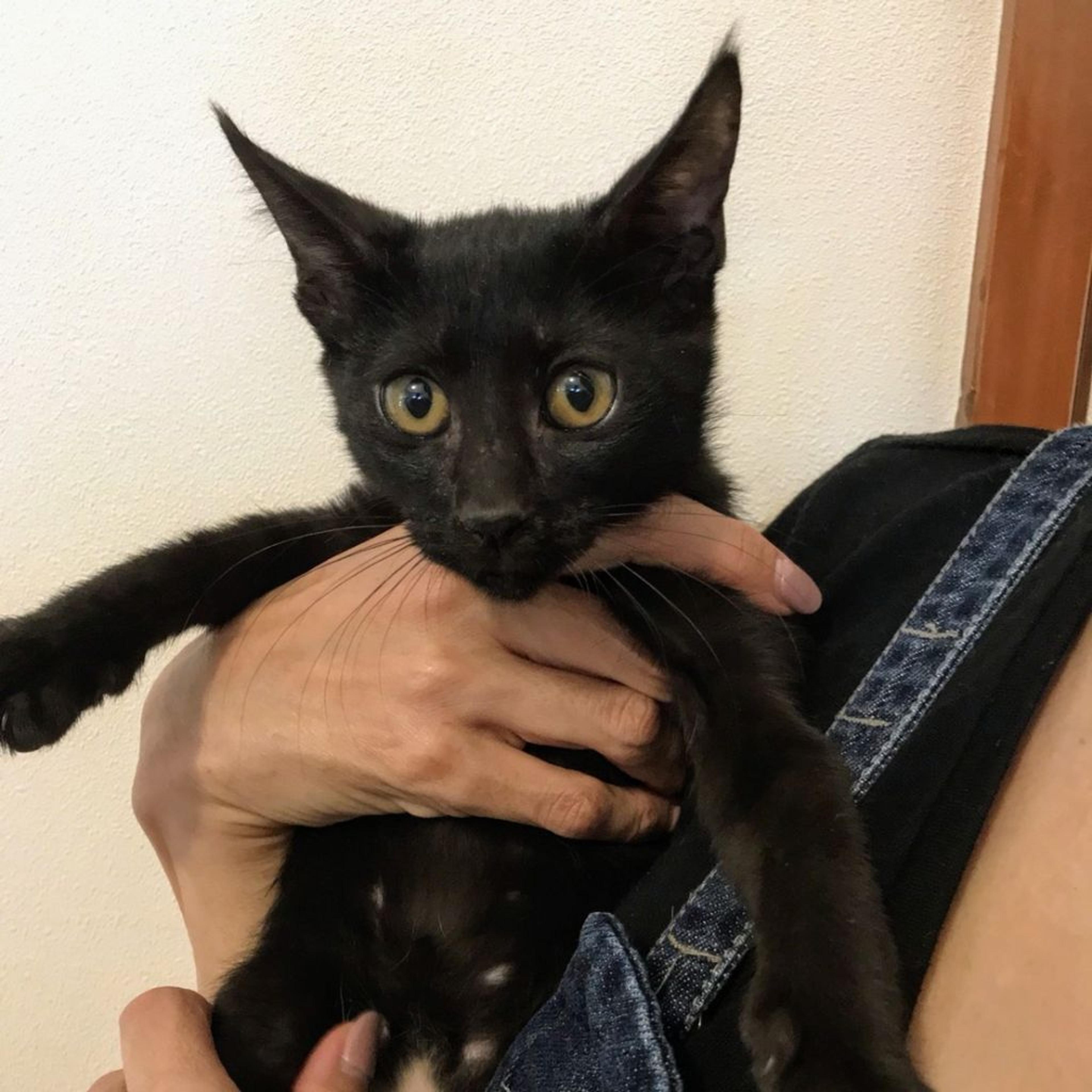 pet-image-3