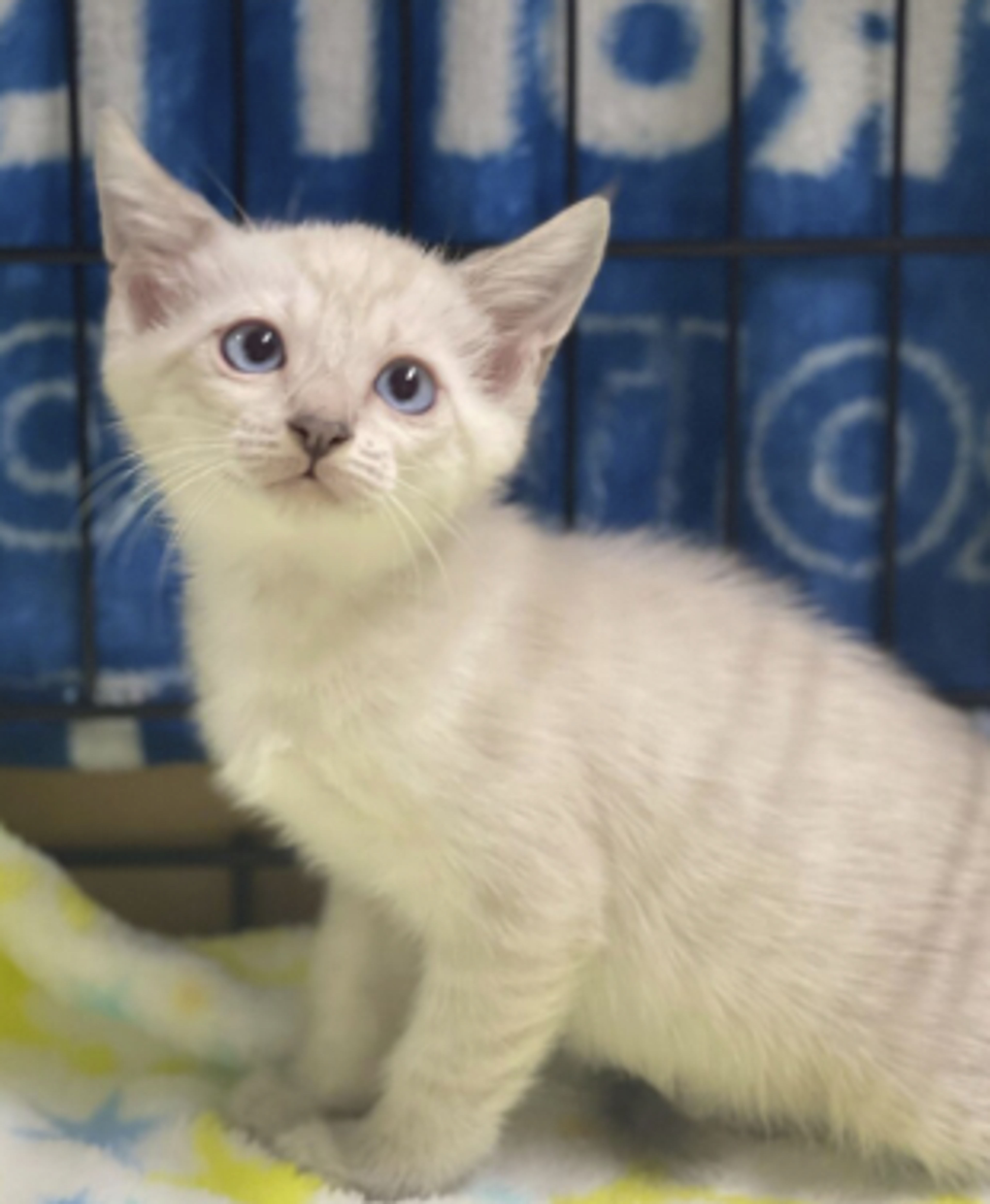pet-image-4
