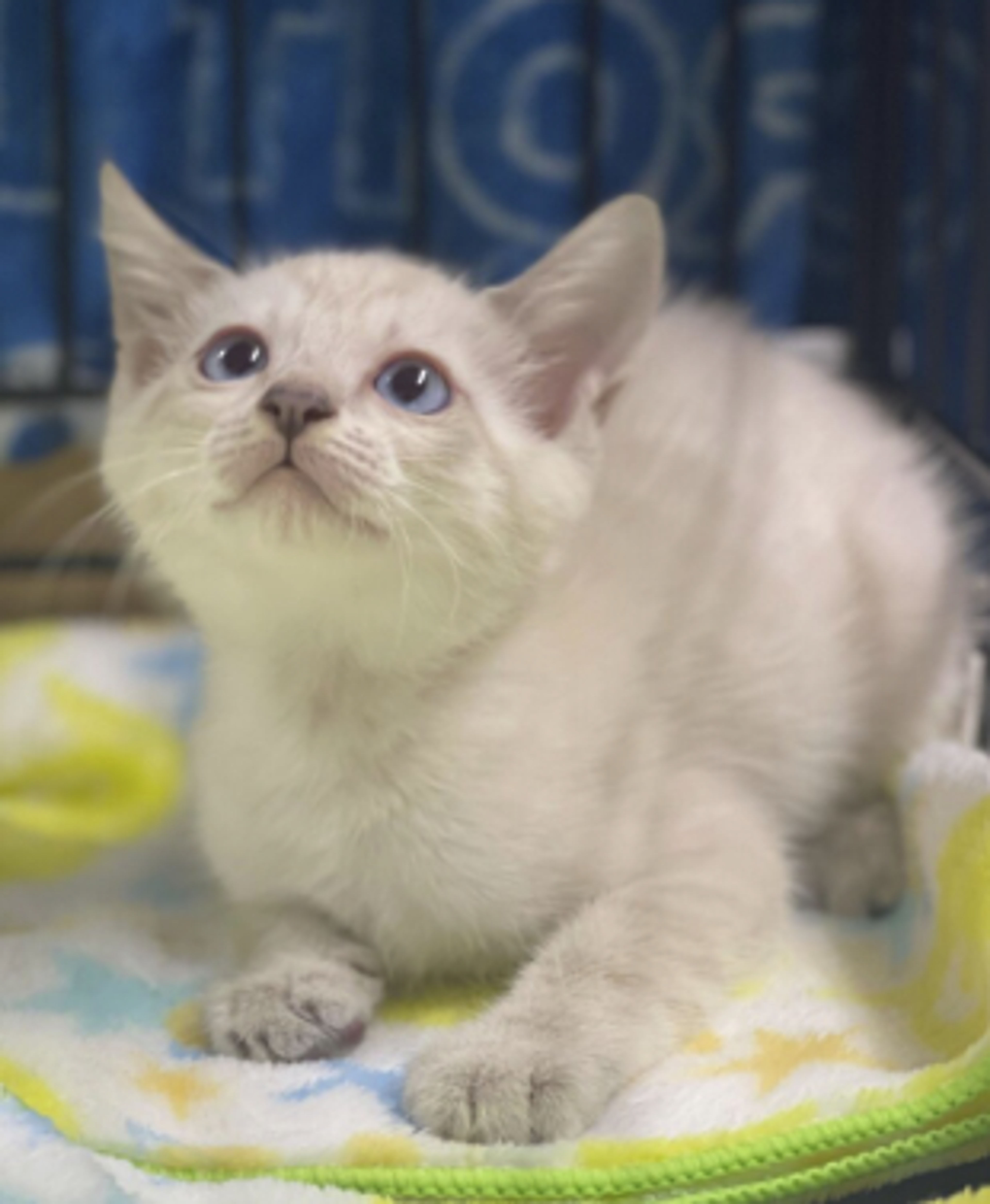 pet-image-5