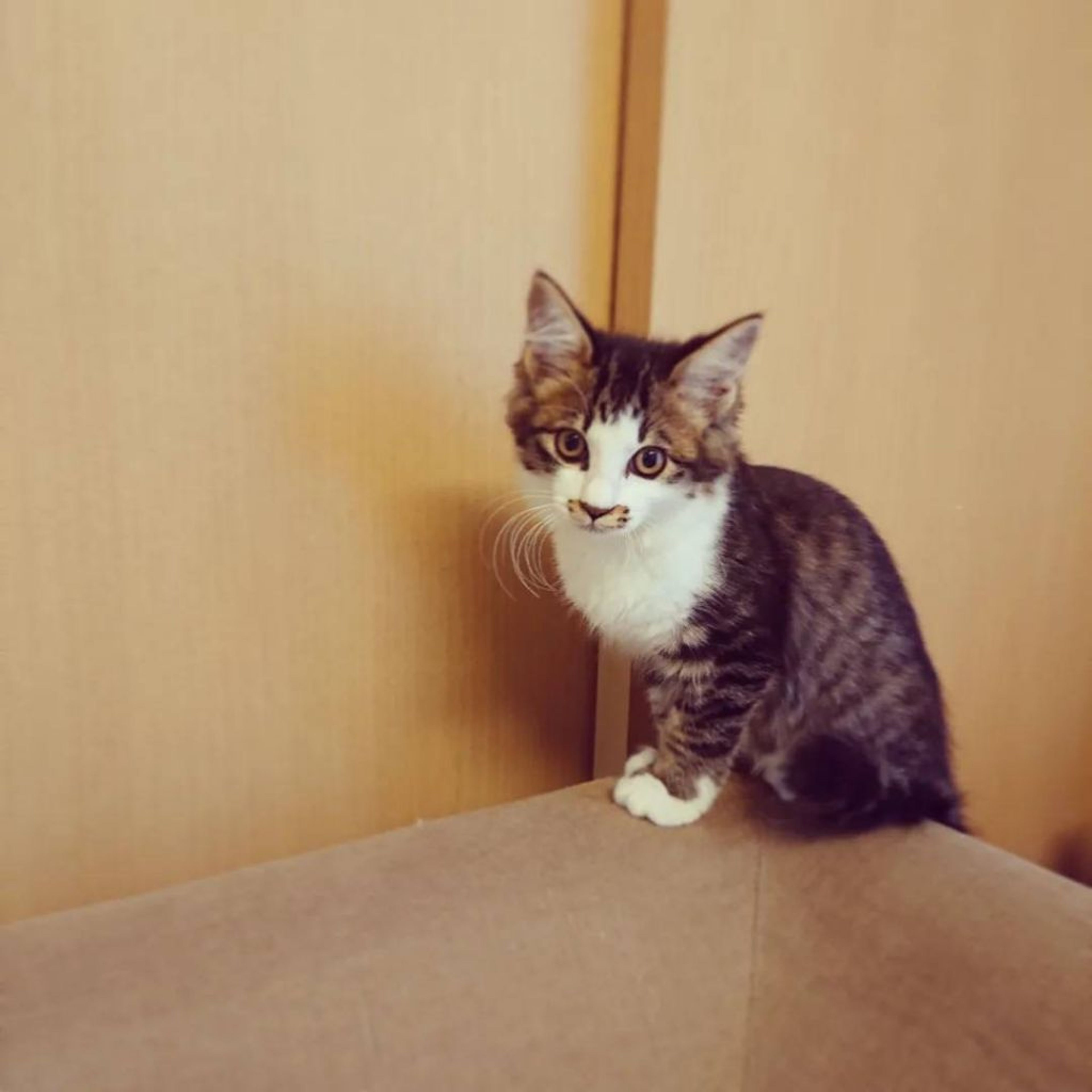 雑種（ミックス猫）・オスの里親募集の写真