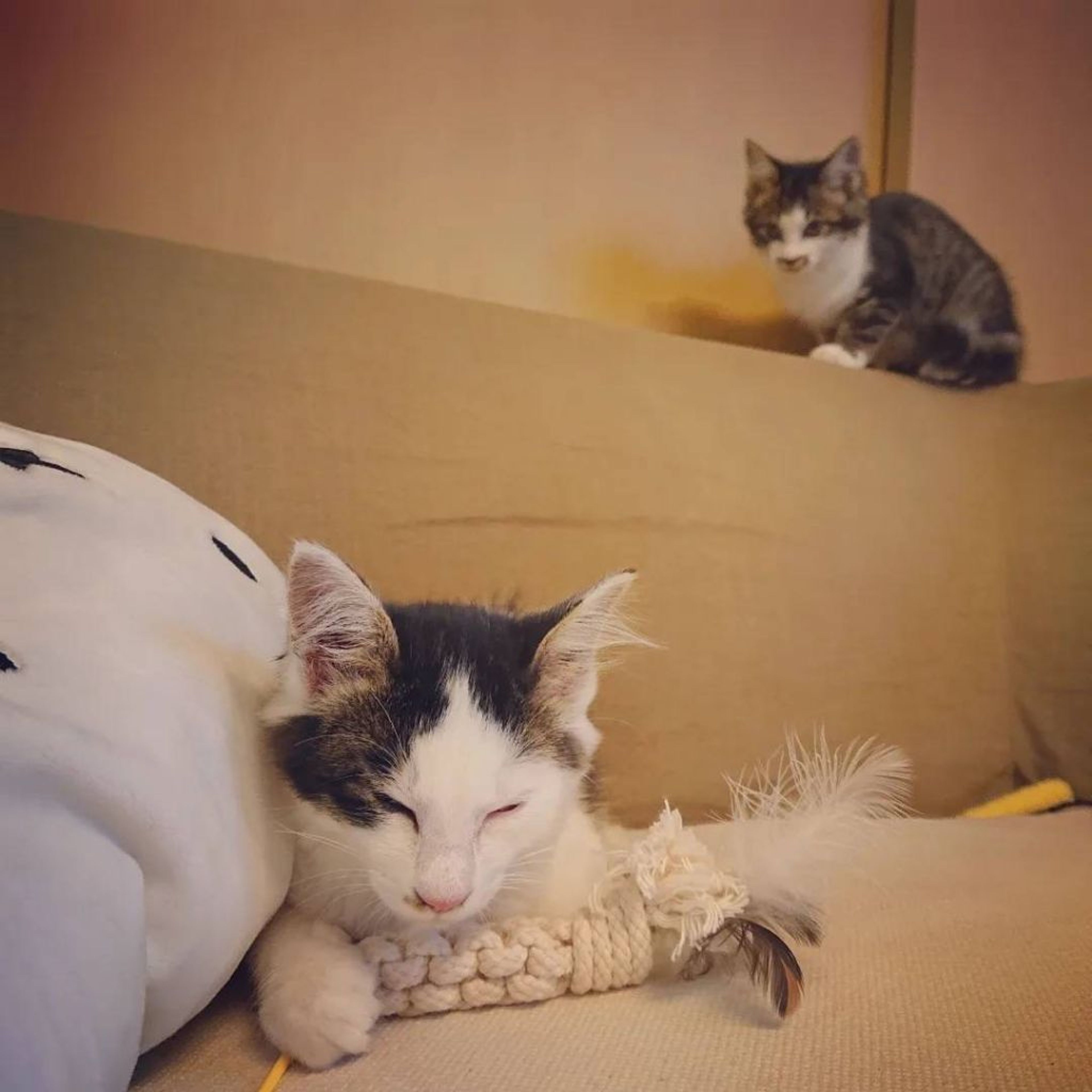 pet-image-3