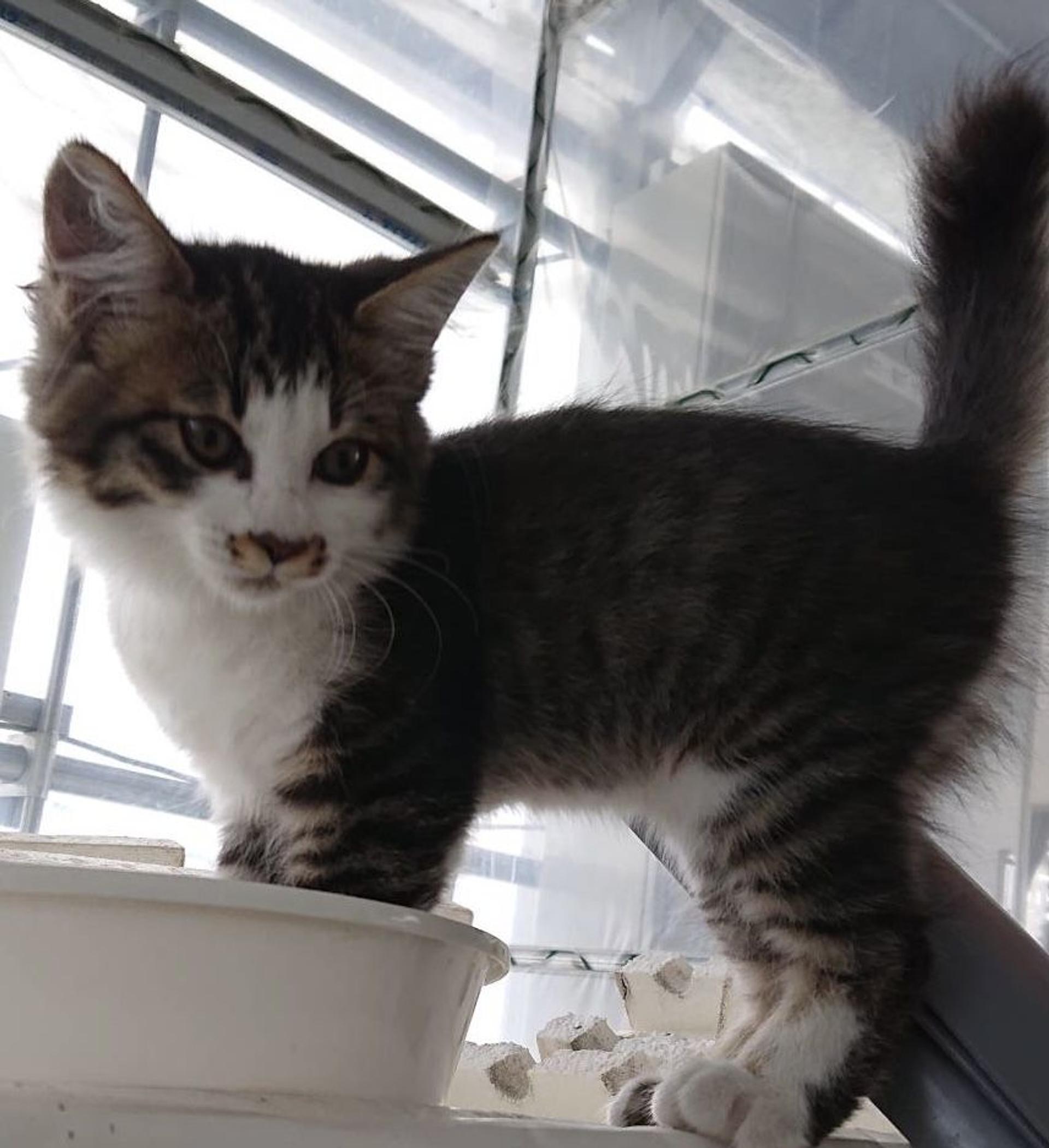 pet-image-5