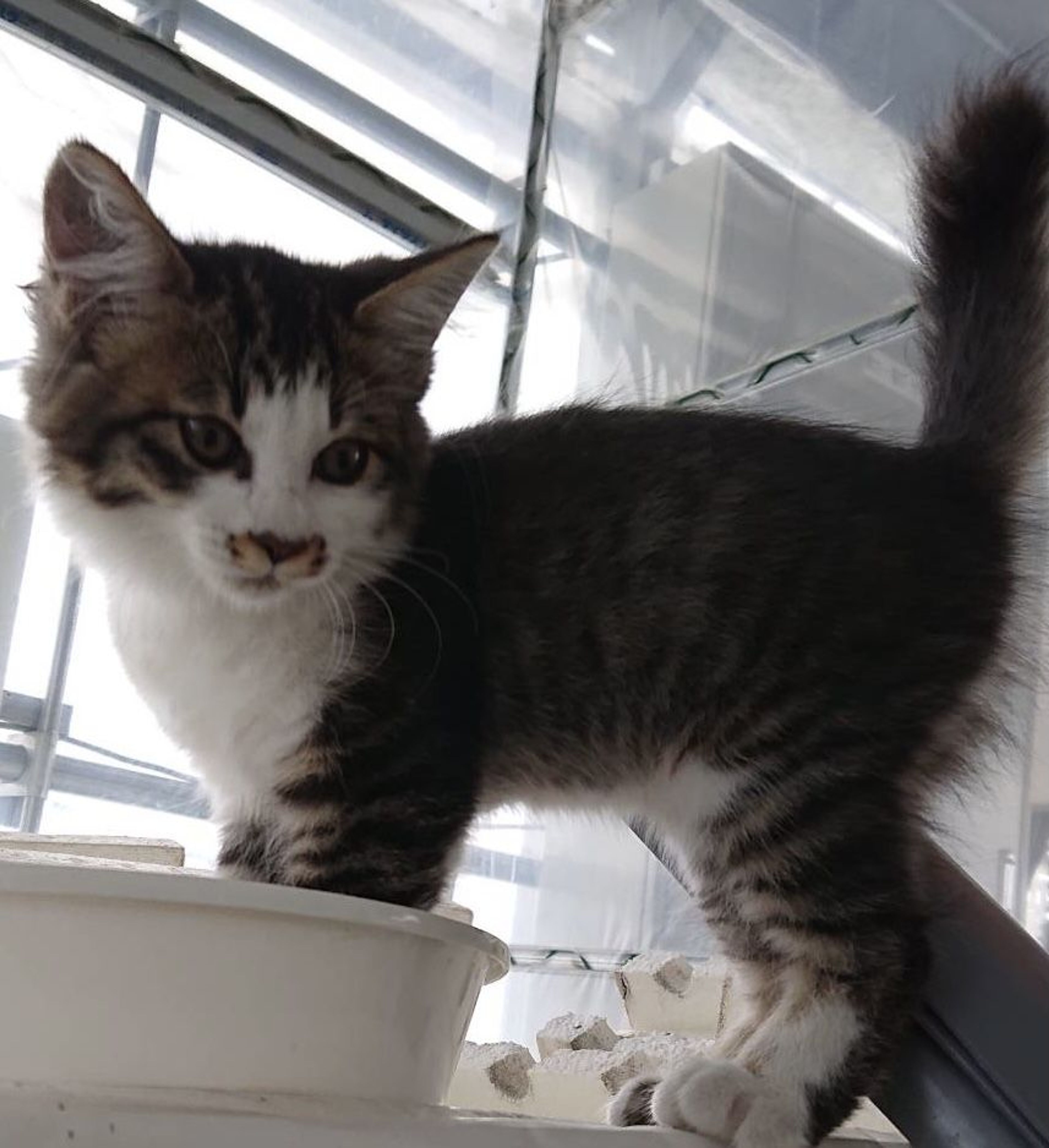 pet-image-5