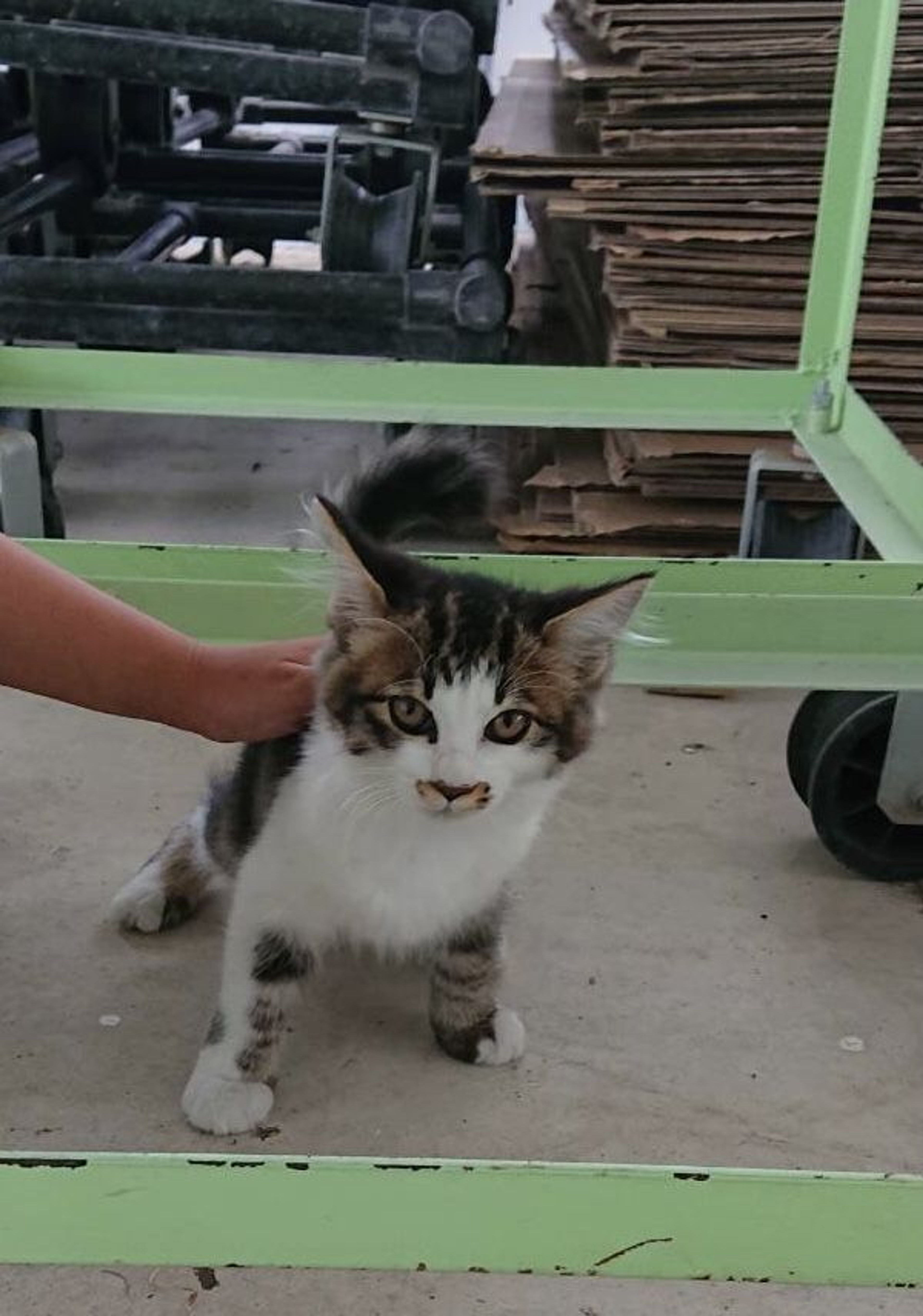 pet-image-6