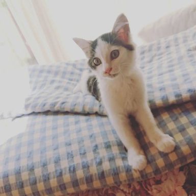 あんこの写真
