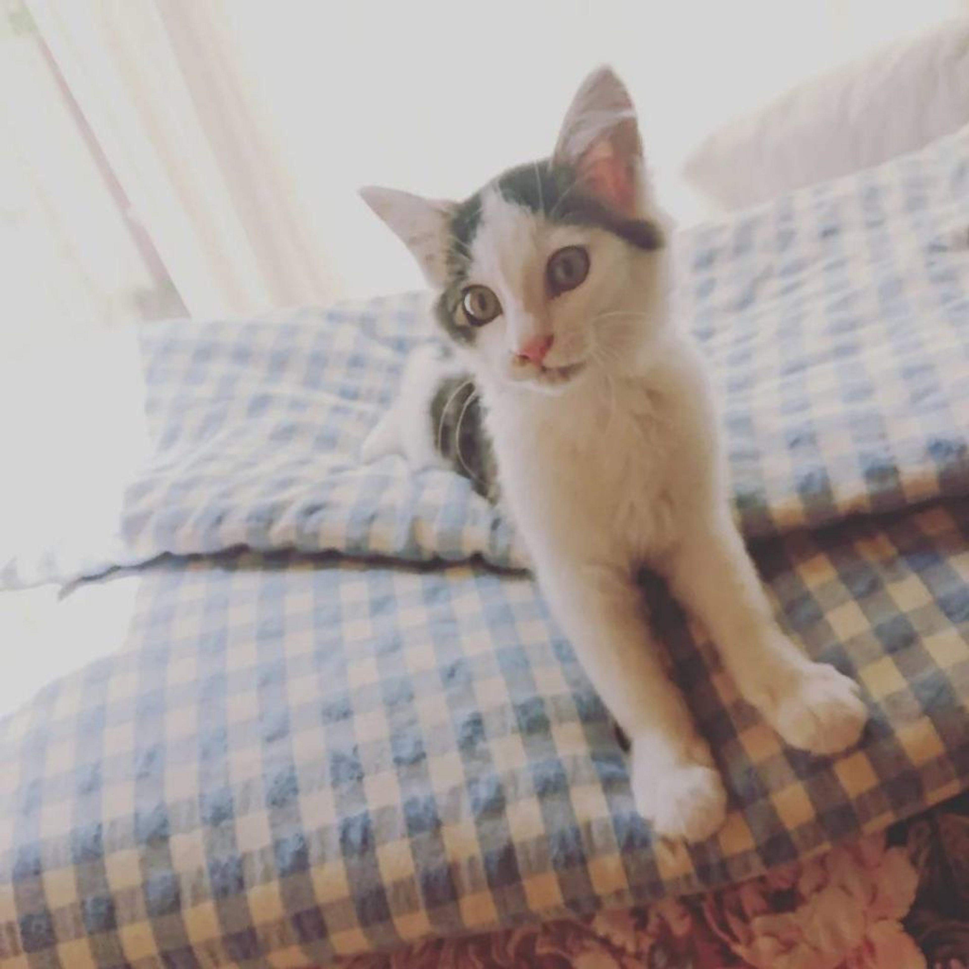 雑種（ミックス猫）・オスの里親募集の写真