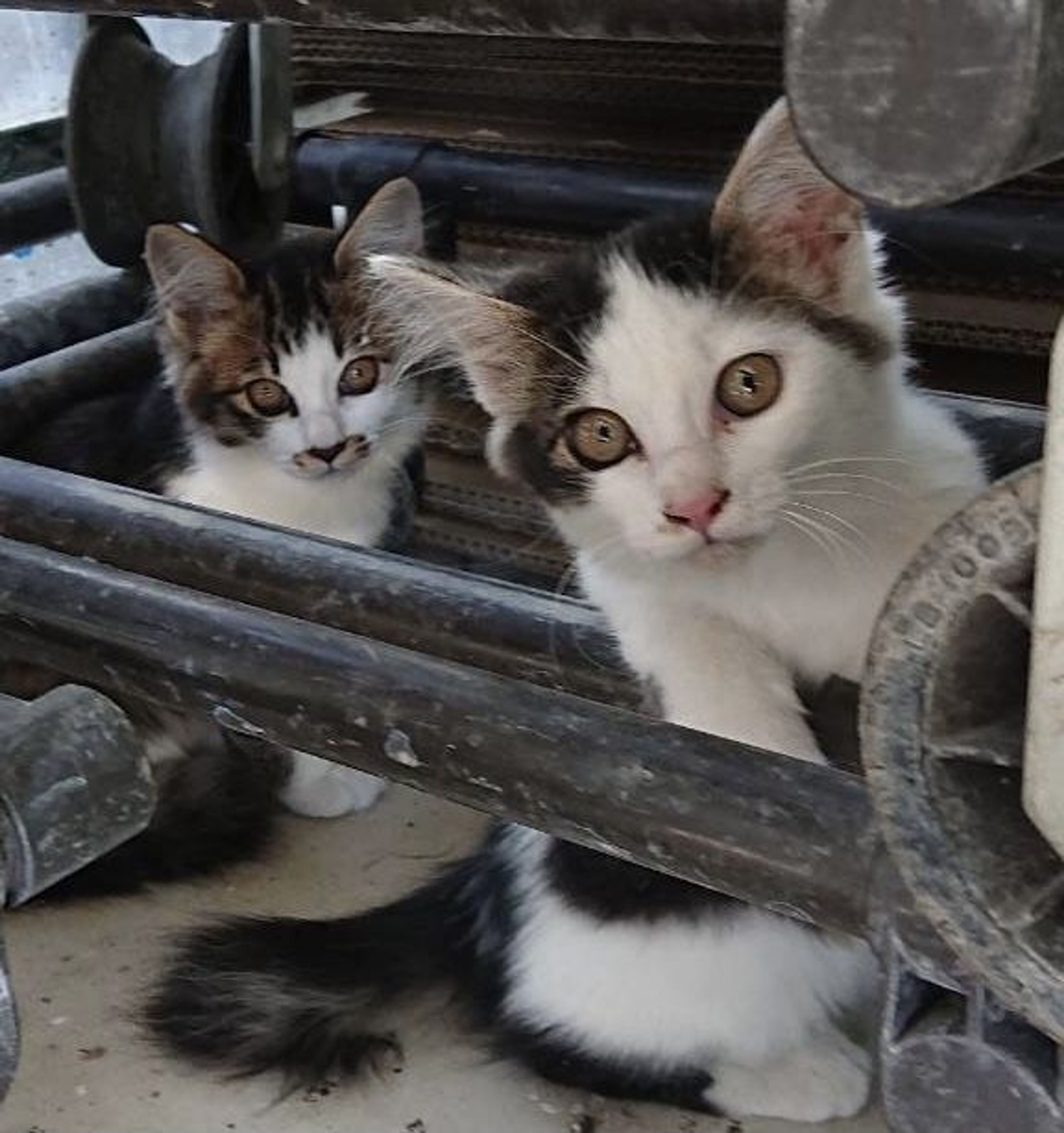 pet-image-5