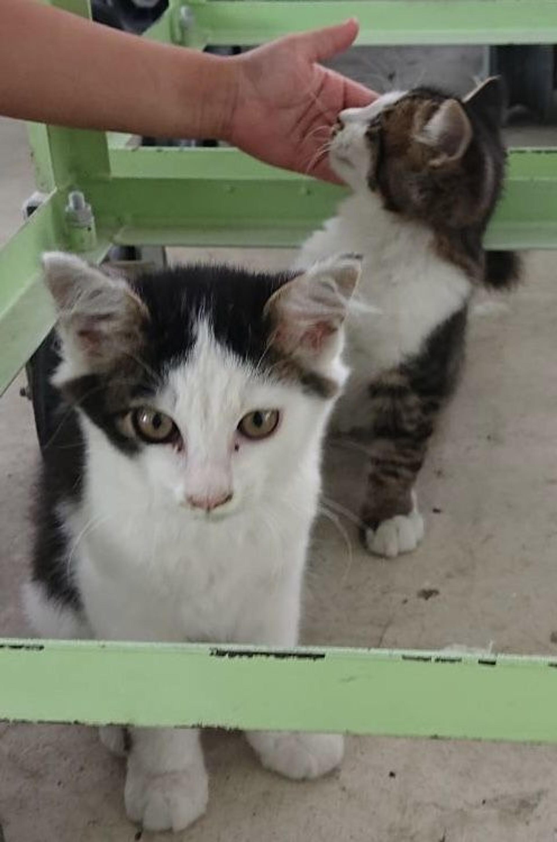 pet-image-6
