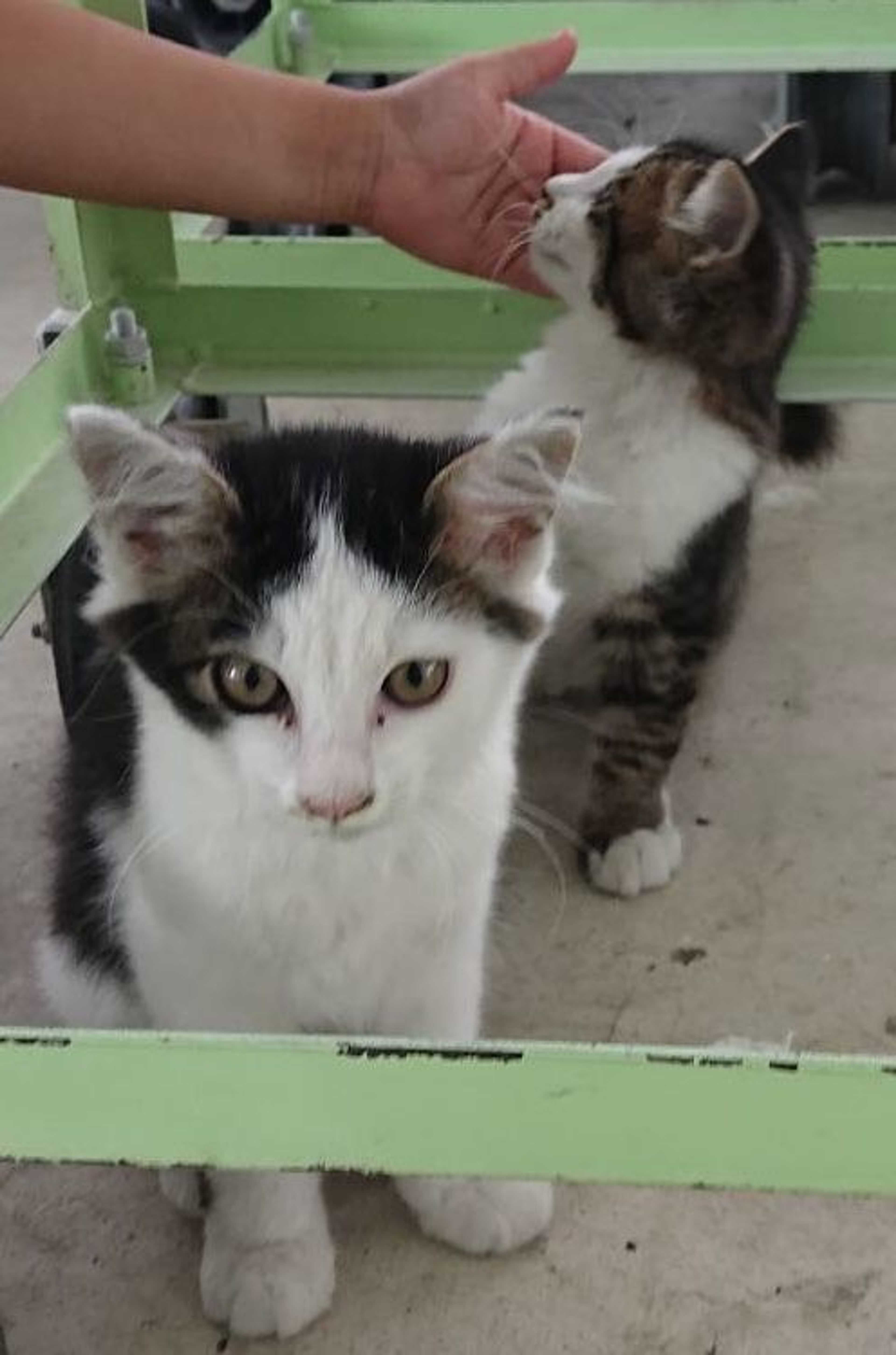 pet-image-6