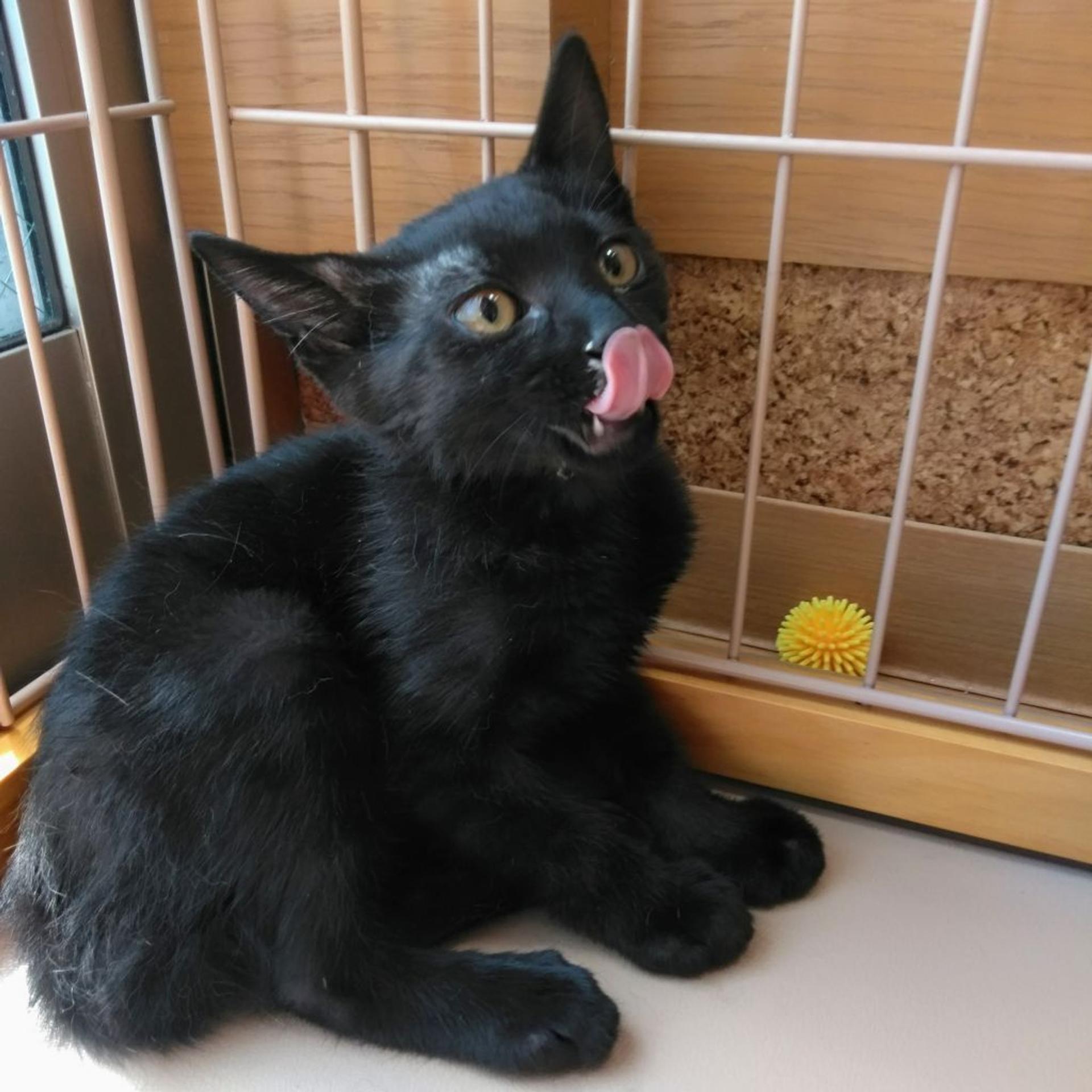 pet-image-2