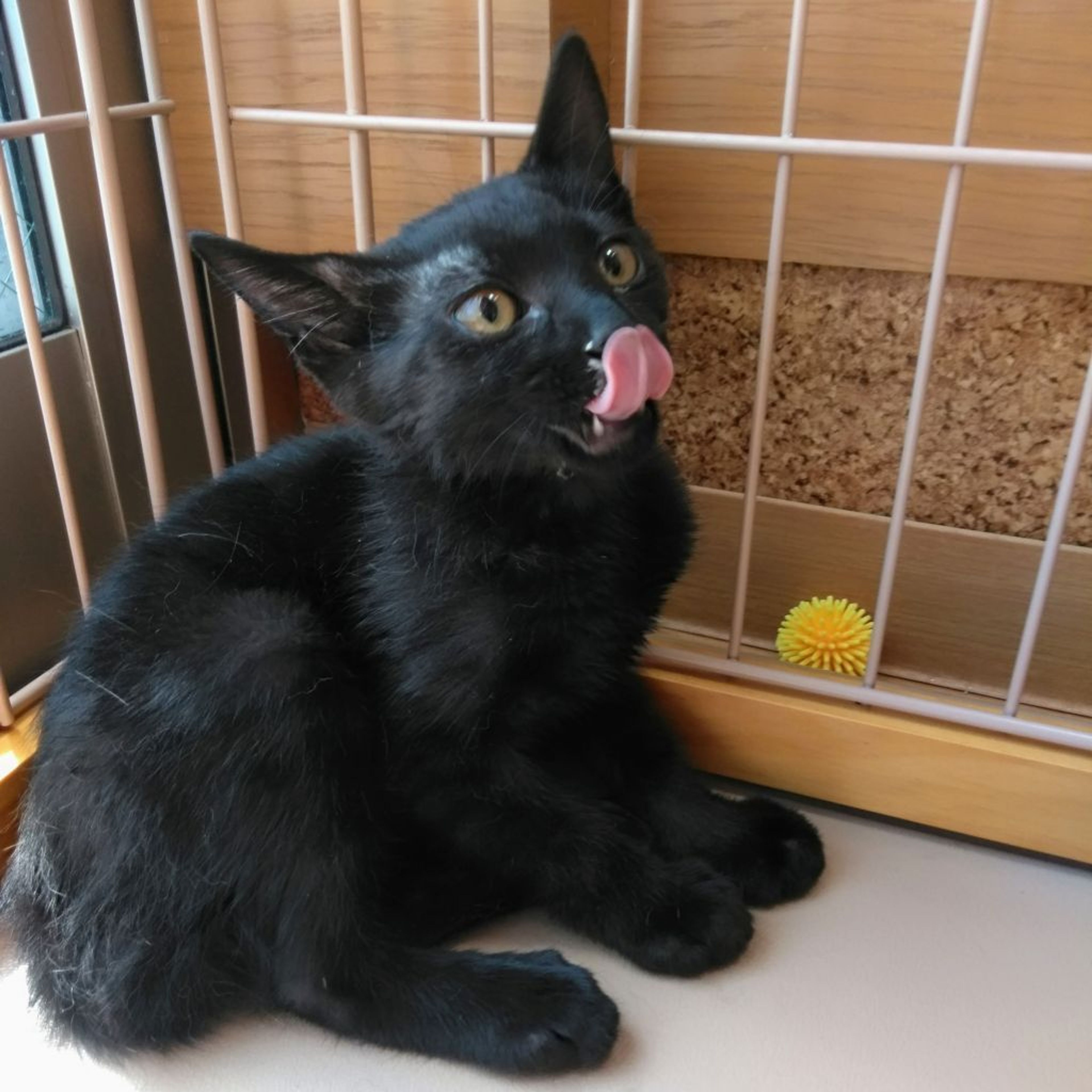 pet-image-2