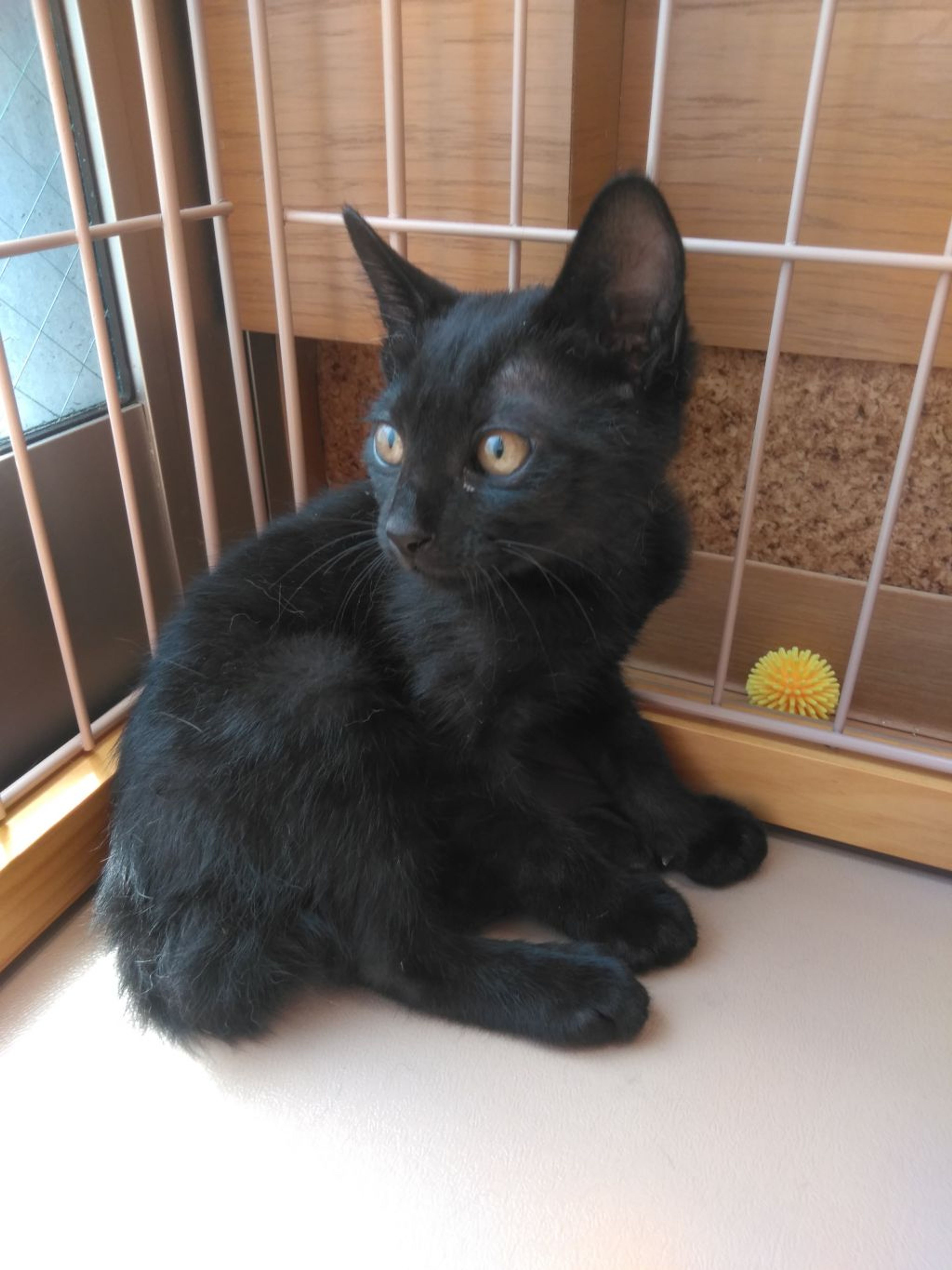 pet-image-3