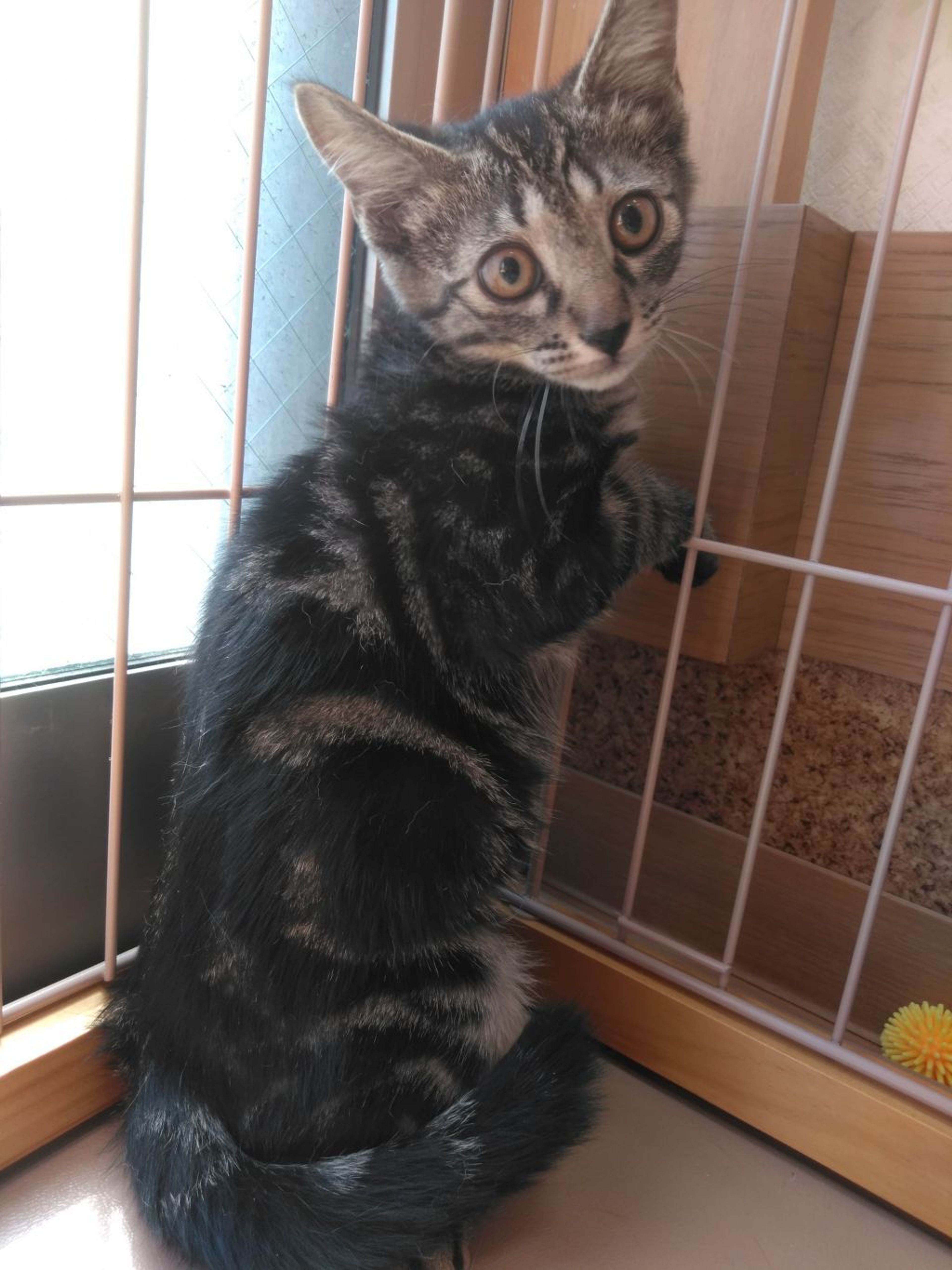 pet-image-2