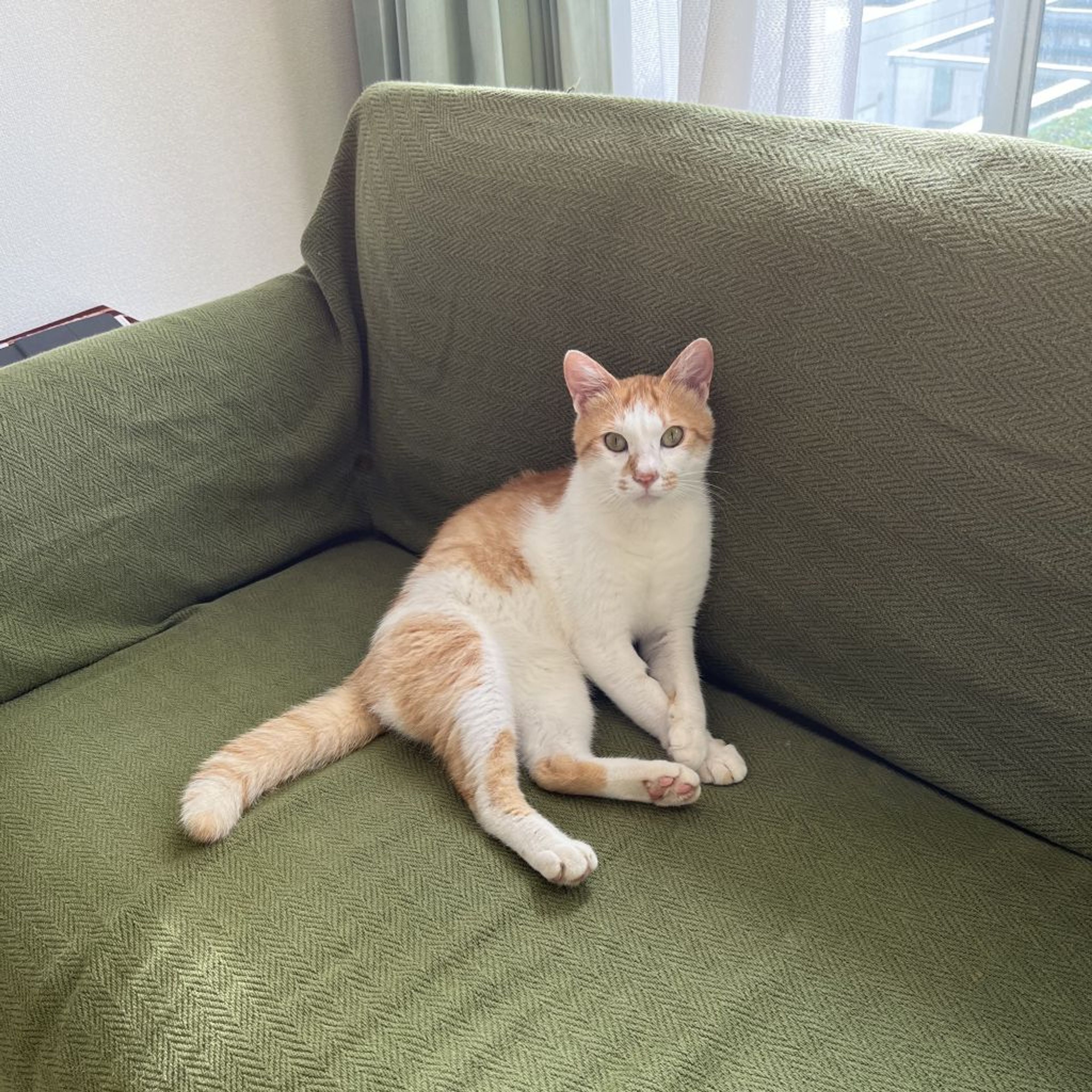 pet-image-2