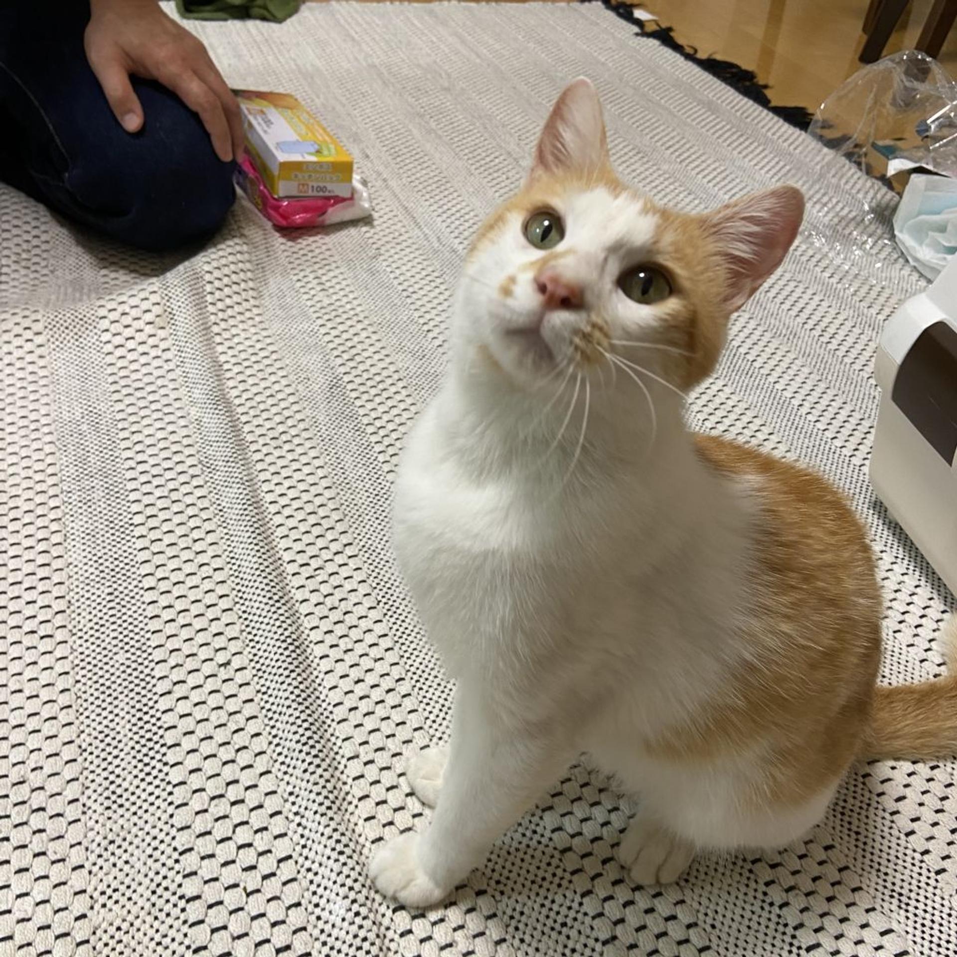 pet-image-3