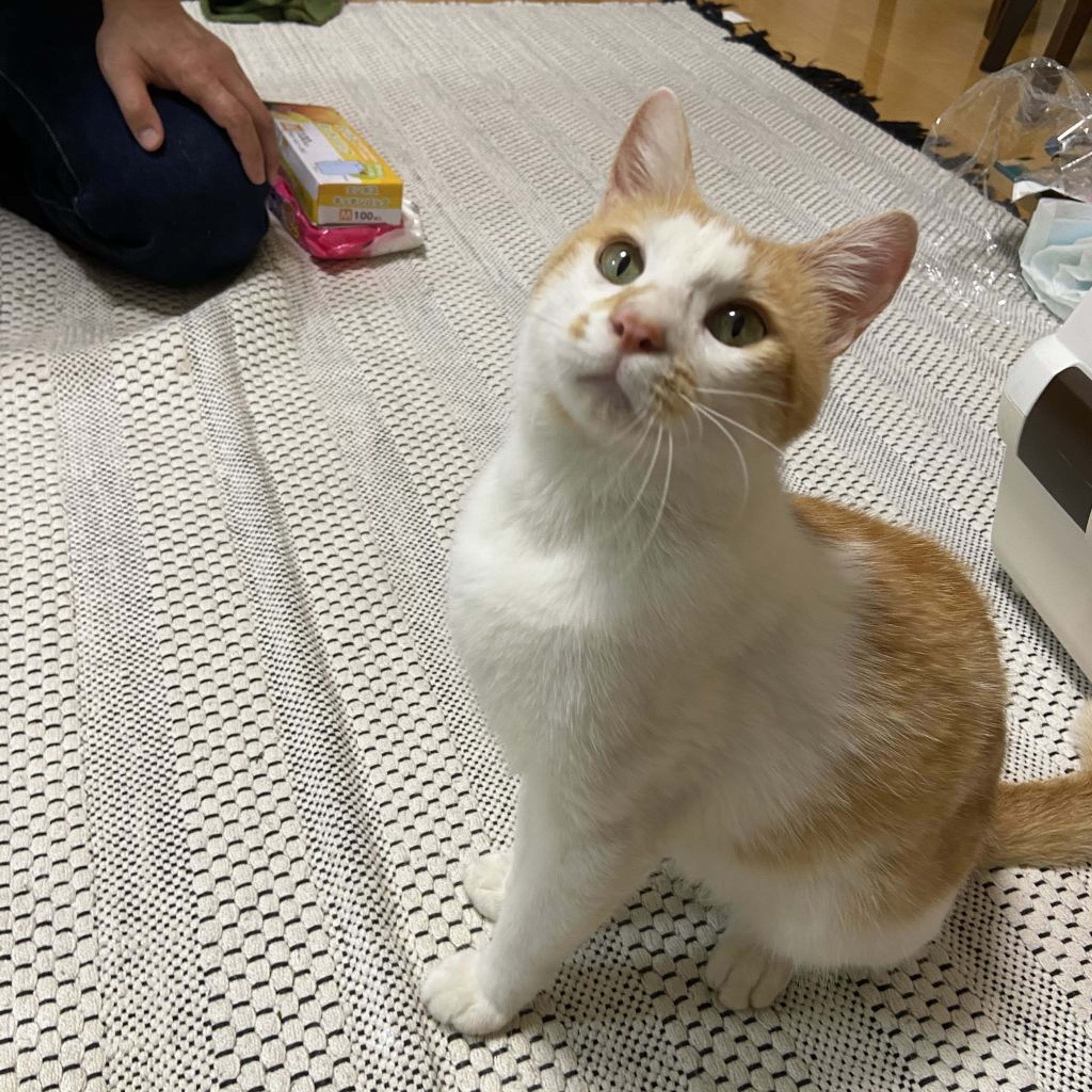 pet-image-3