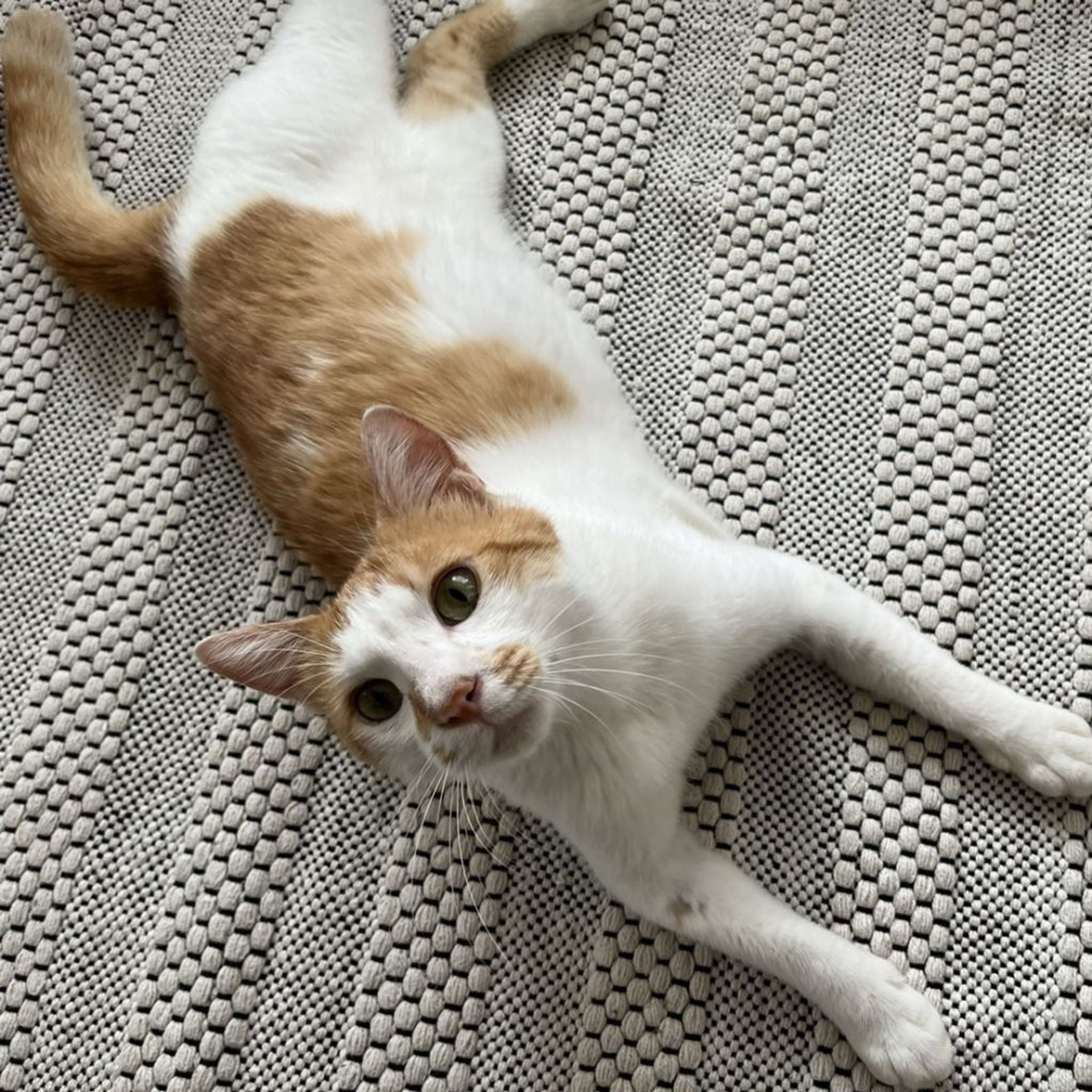 pet-image-4