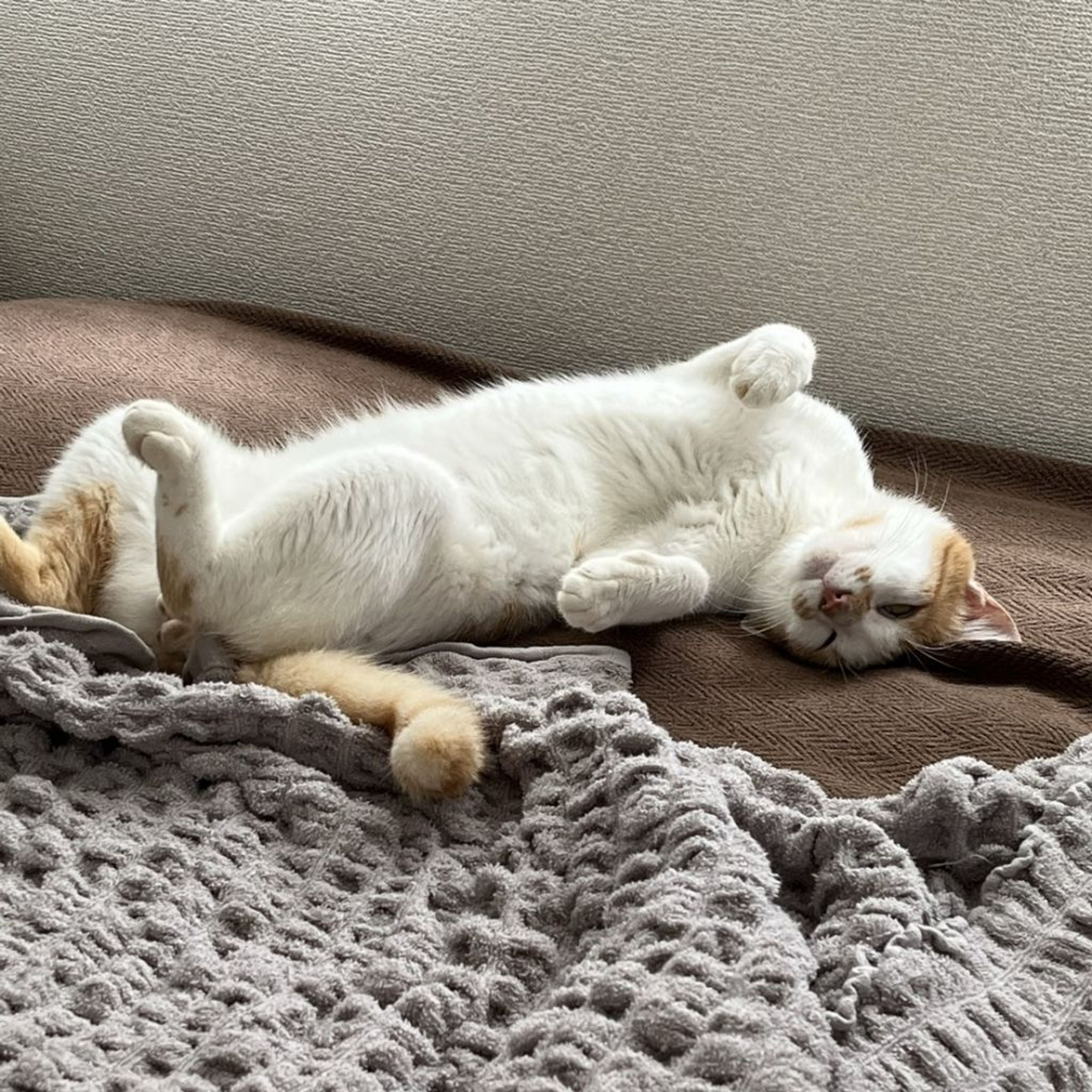 pet-image-5
