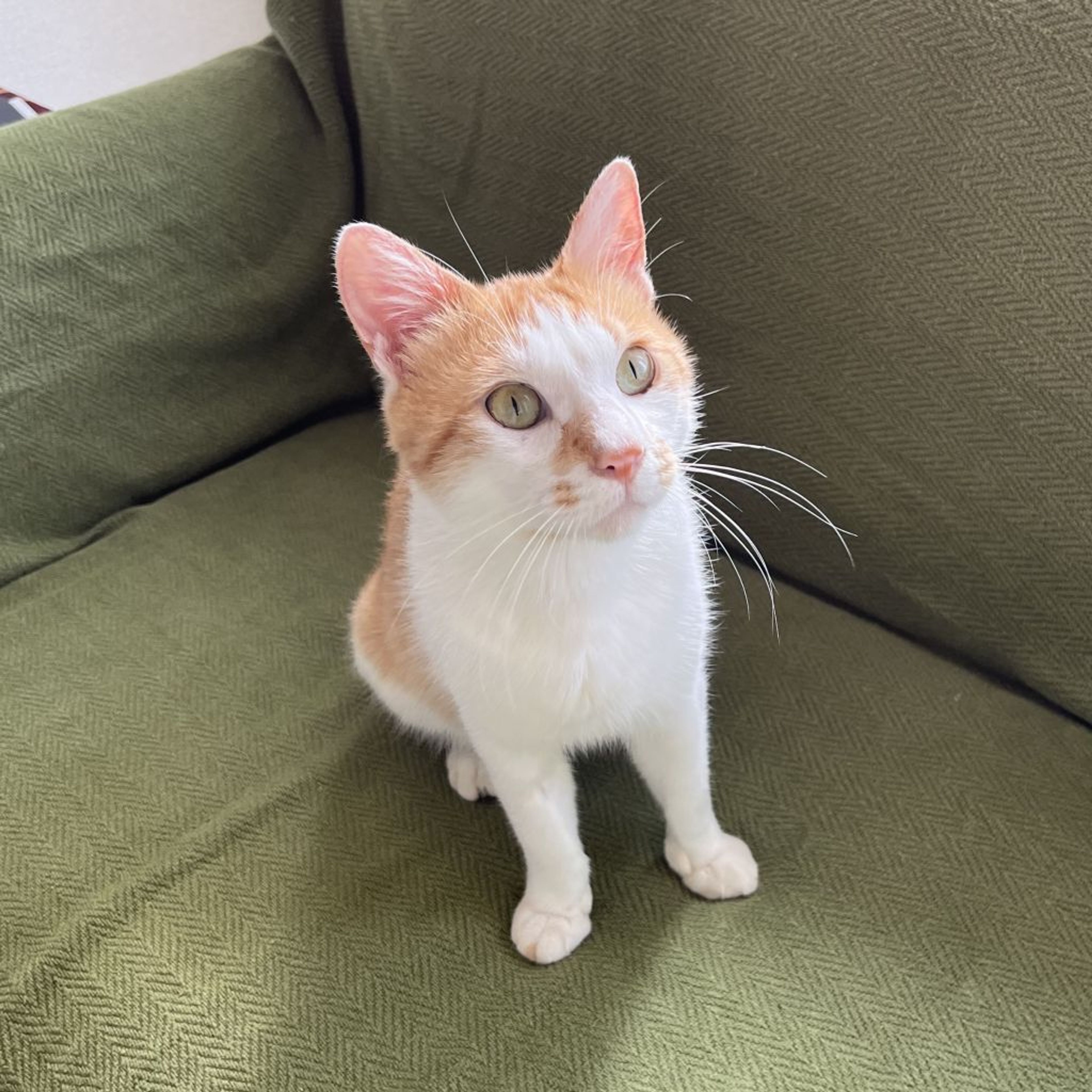 pet-image-6