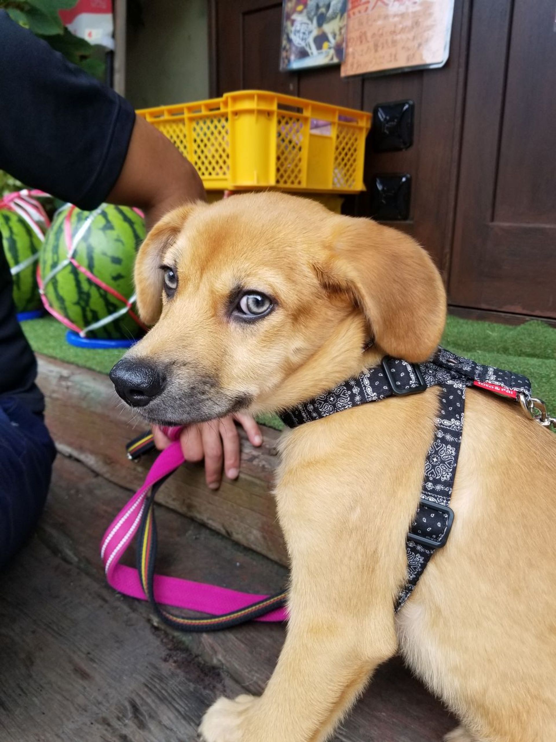 雑種（ミックス犬）・オスの里親募集の写真