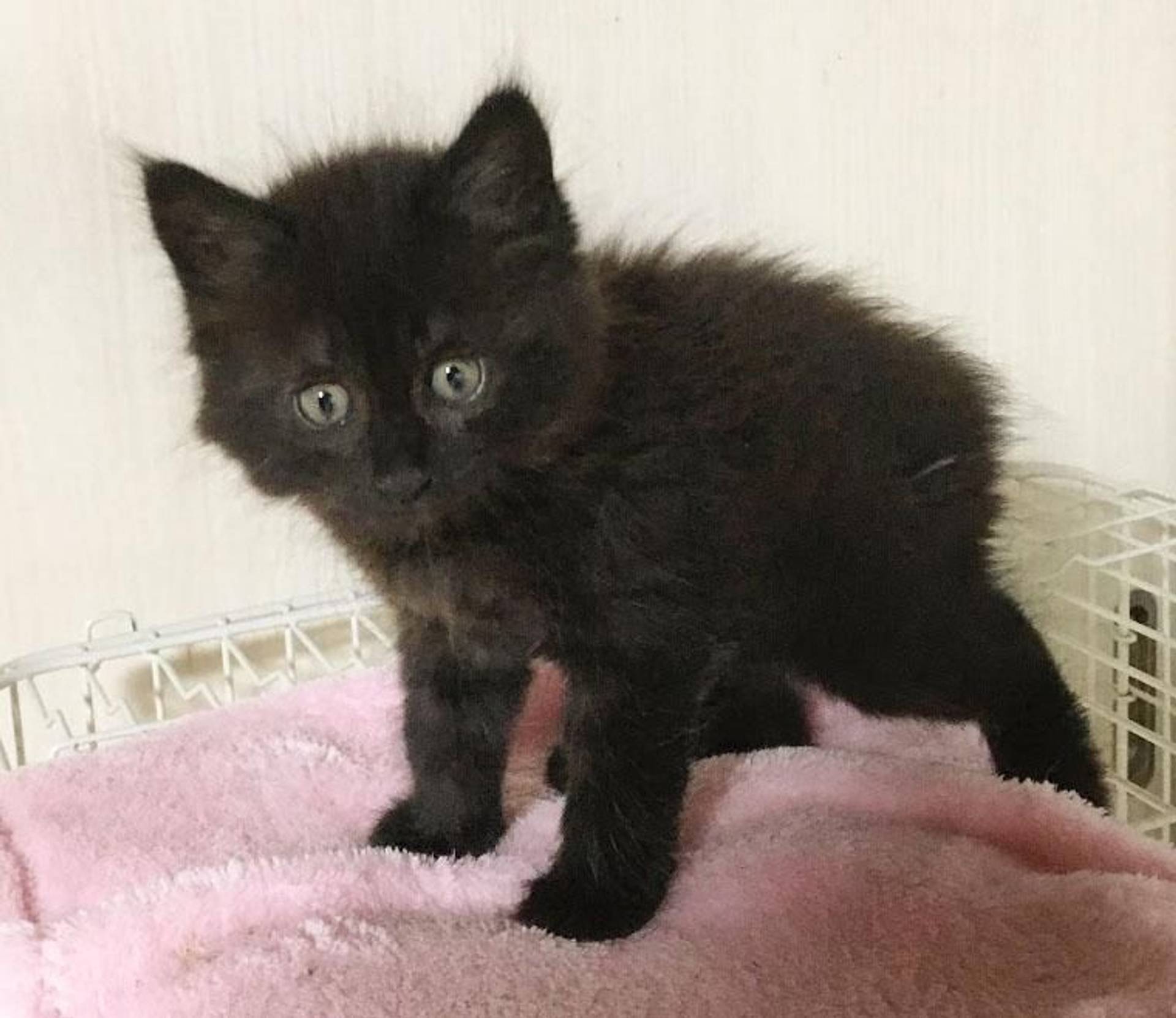 雑種（ミックス猫）・メスの里親募集の写真