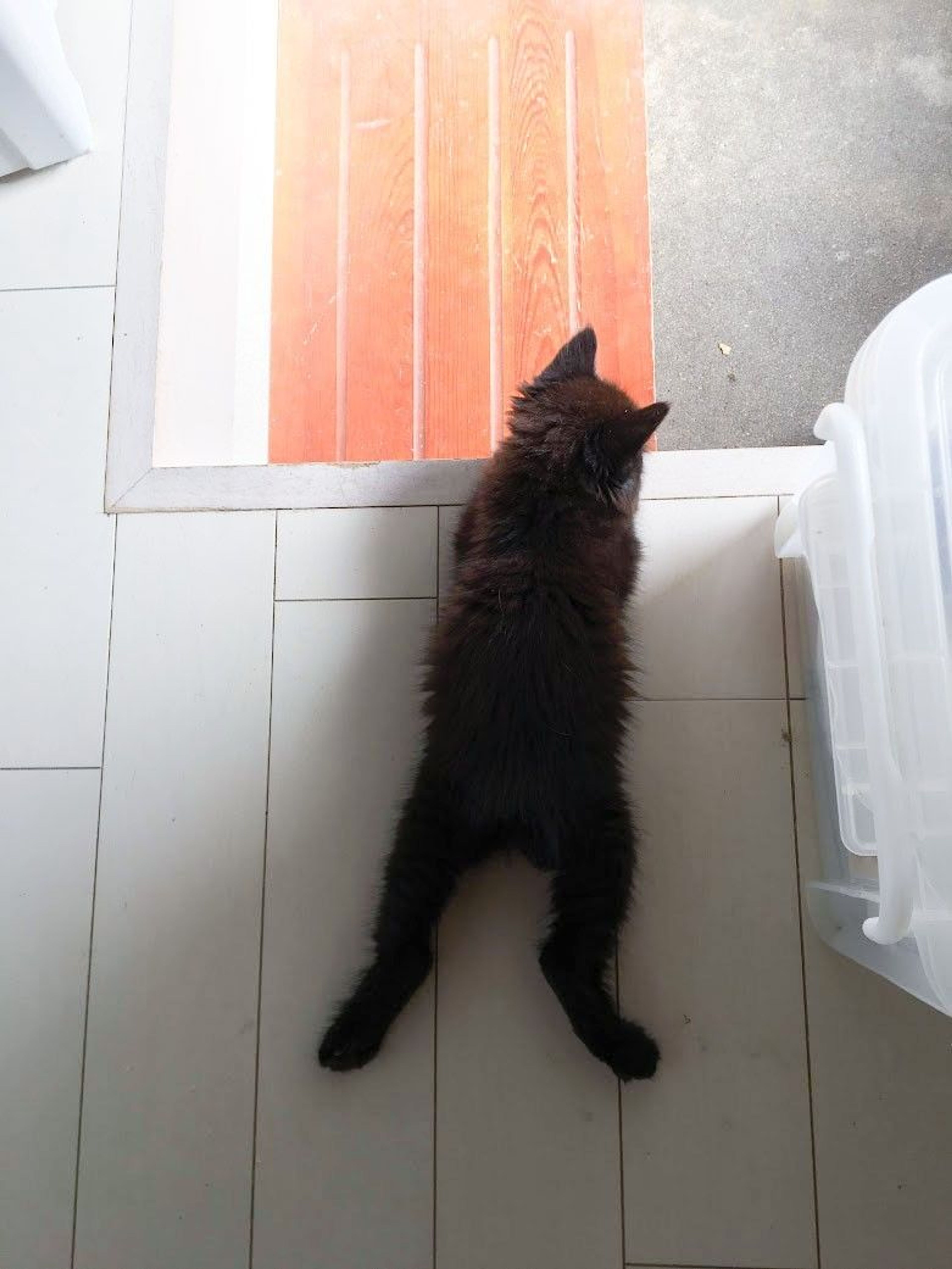 pet-image-6