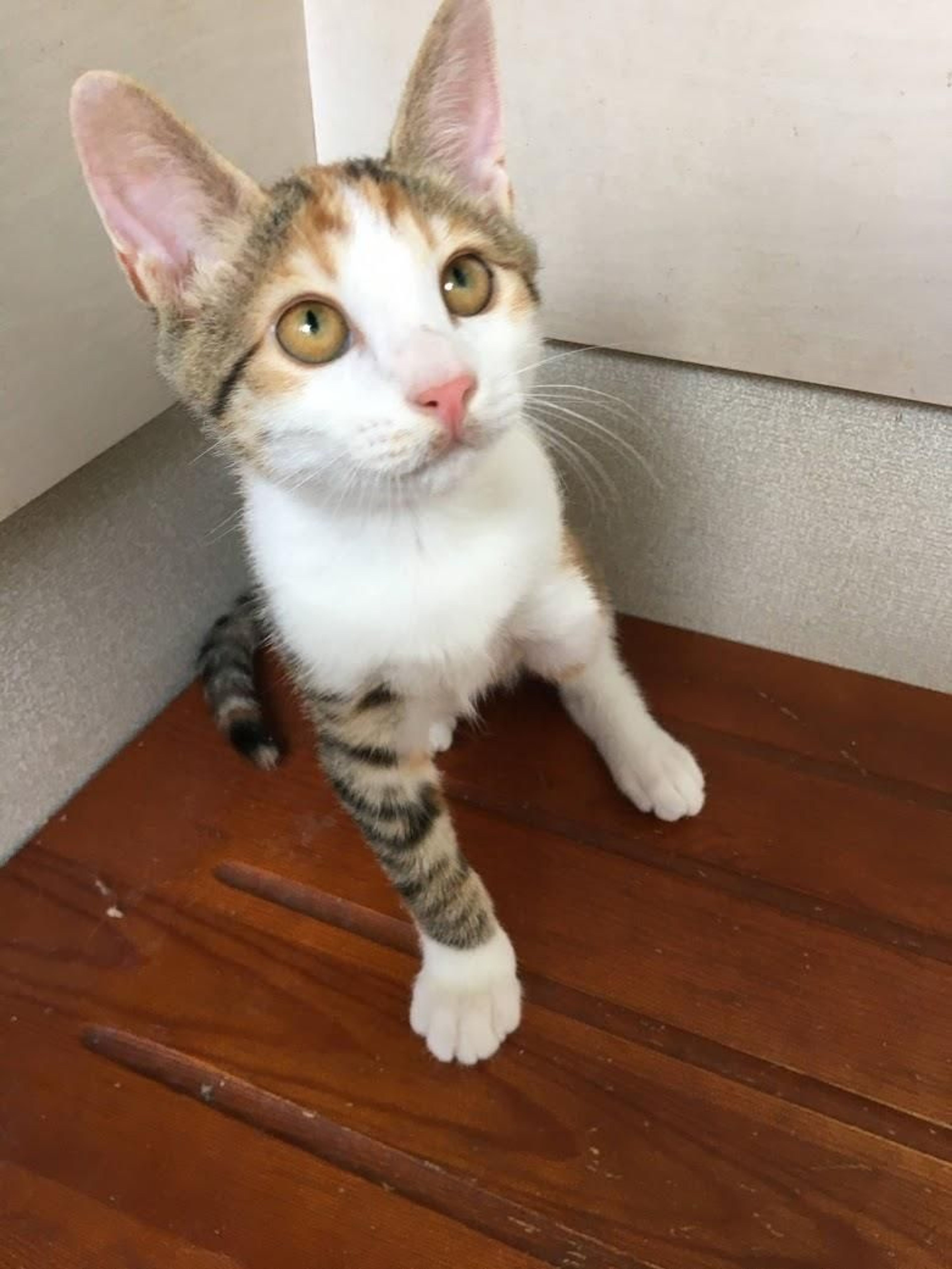 pet-image-4
