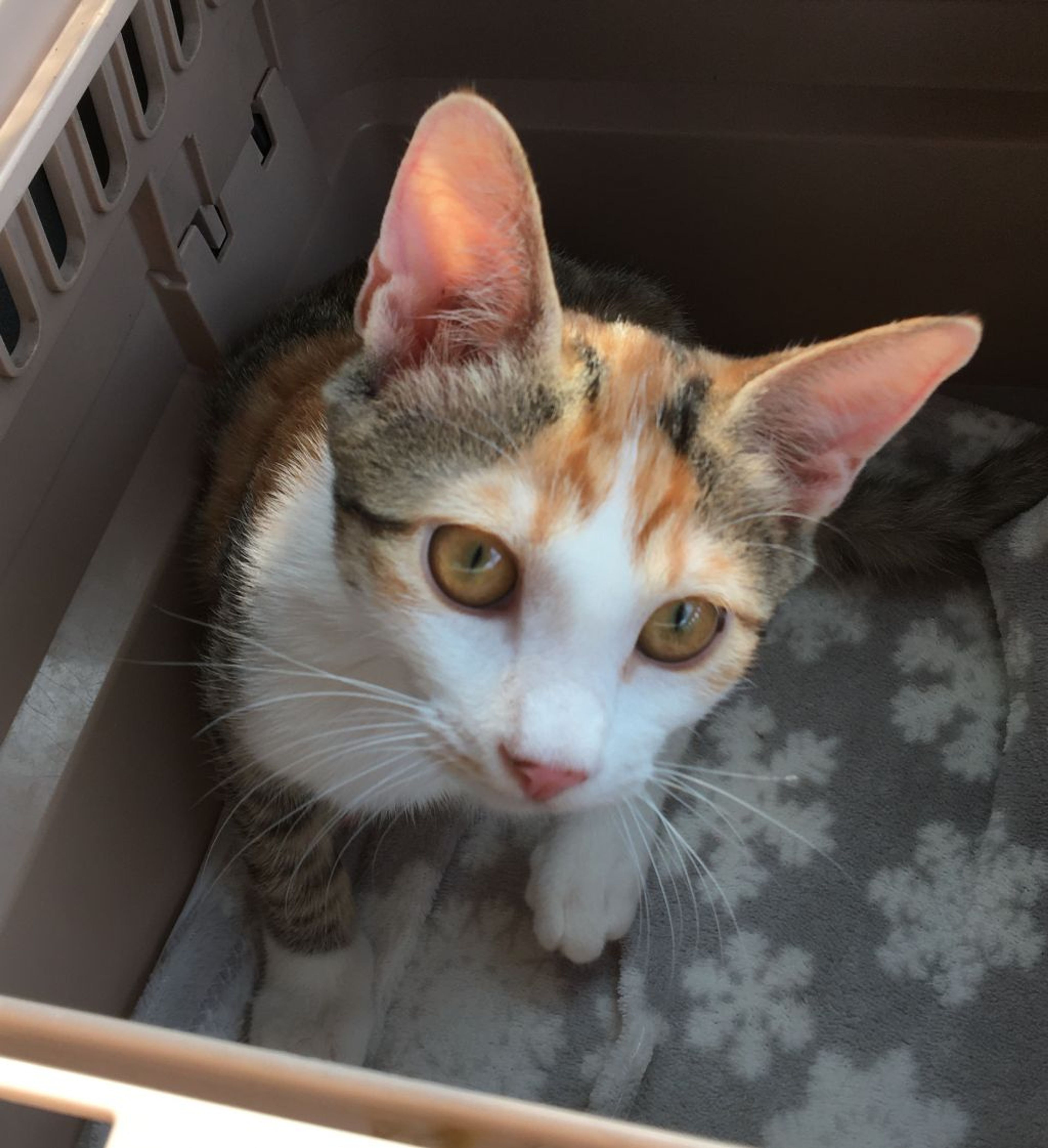 pet-image-6