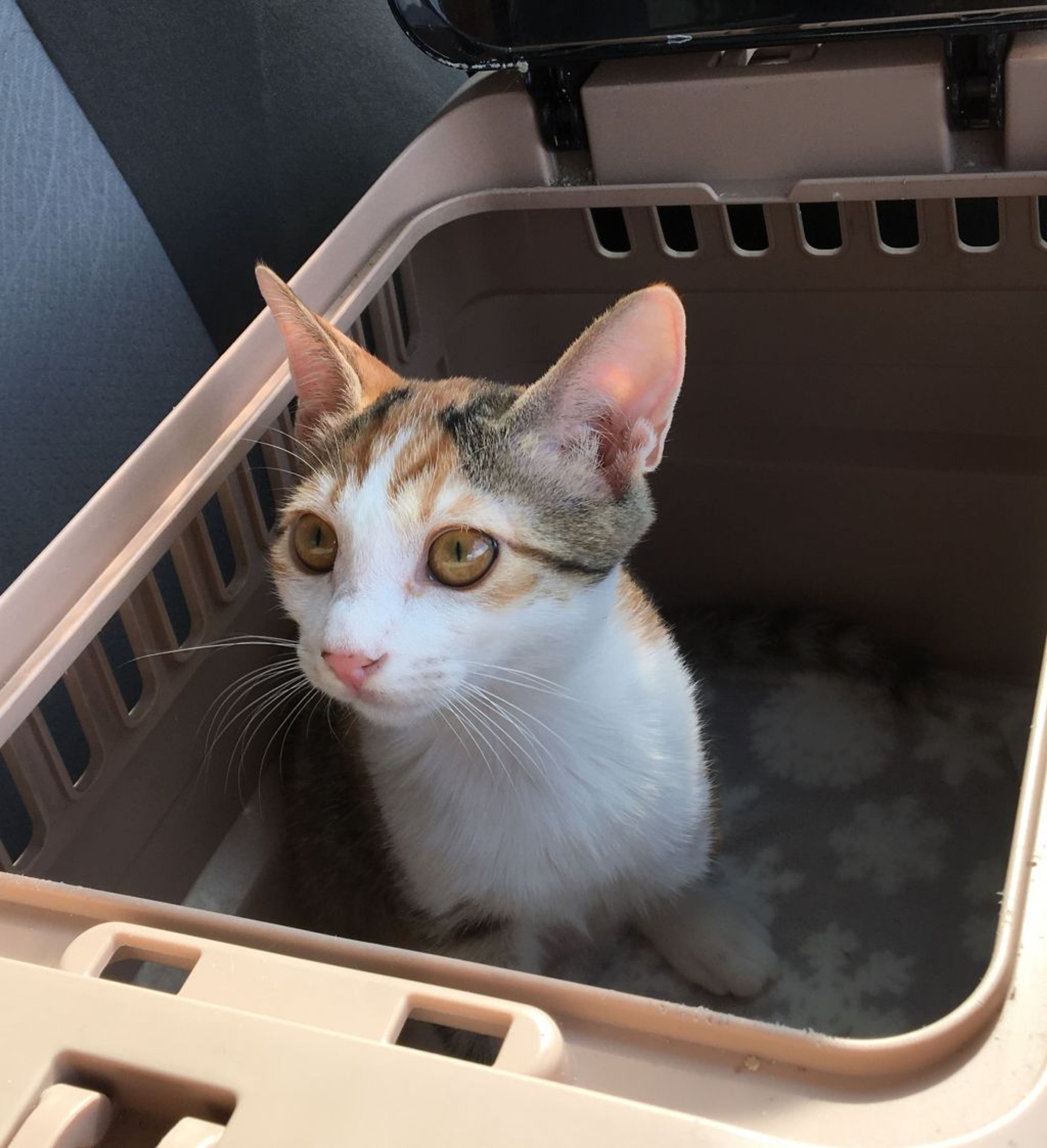 pet-image-7