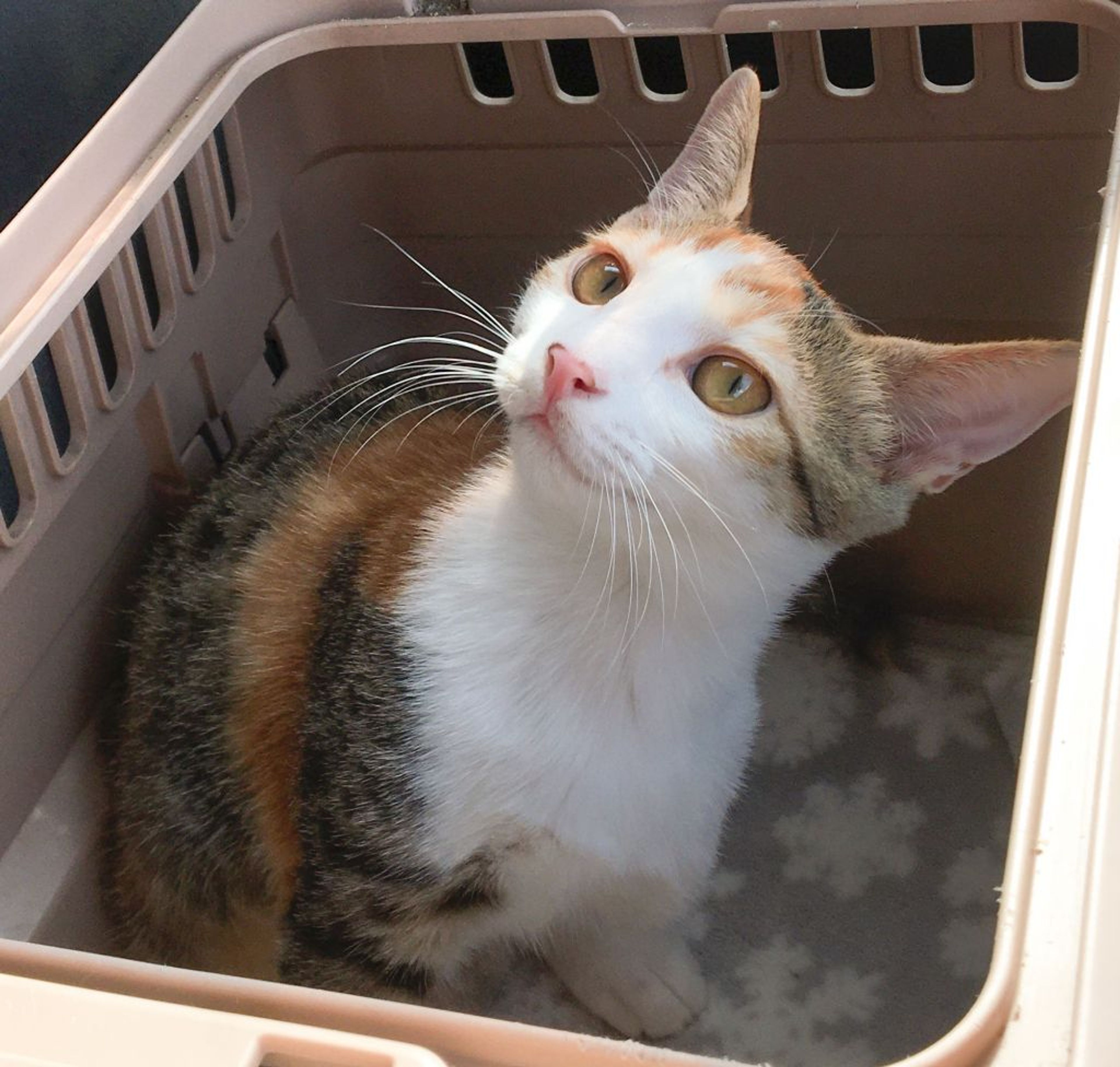 雑種（ミックス猫）・メスの里親募集の写真
