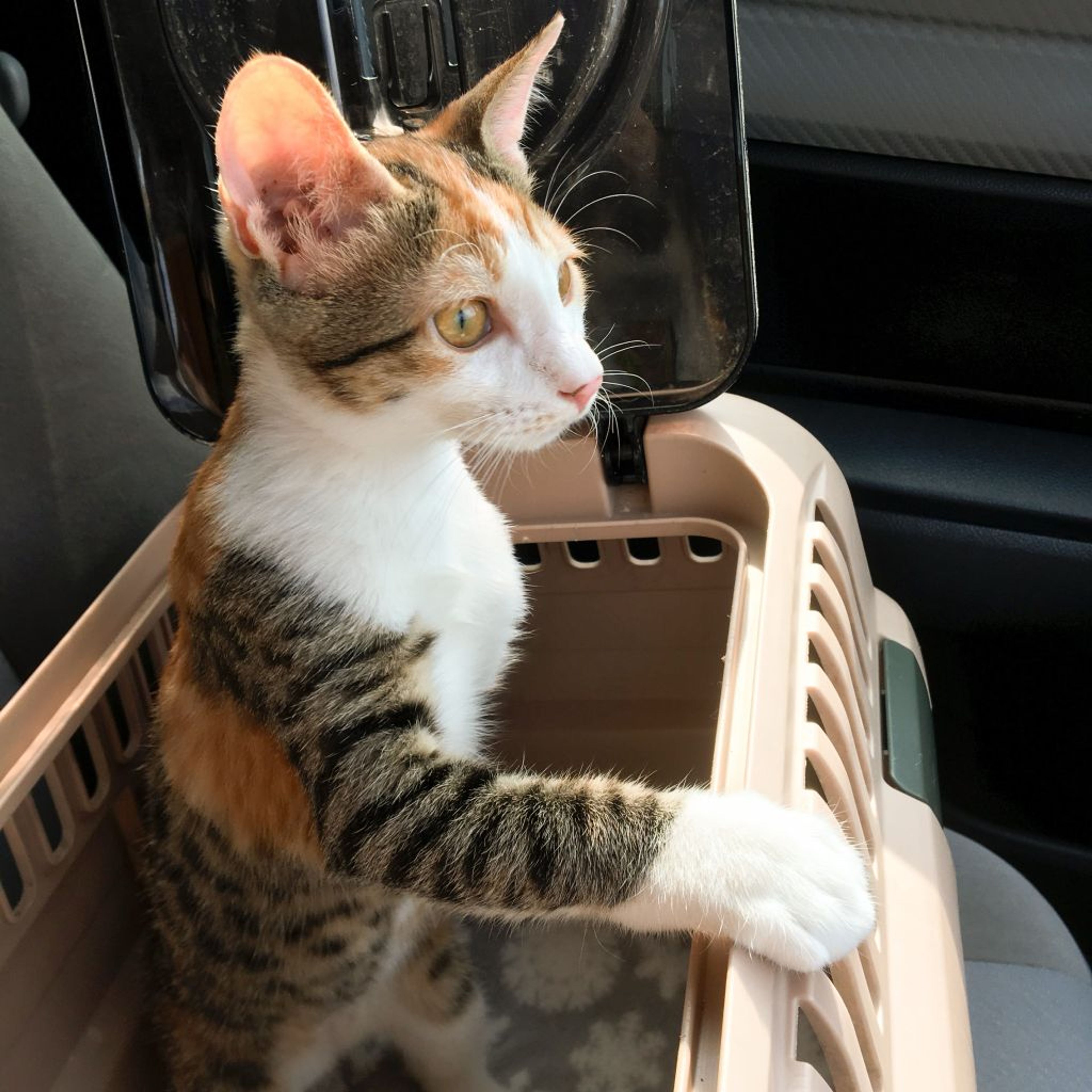 pet-image-3