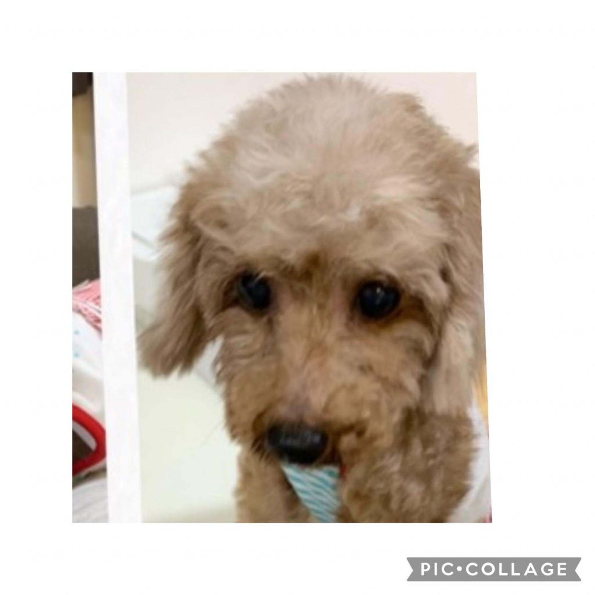 pet-image-5