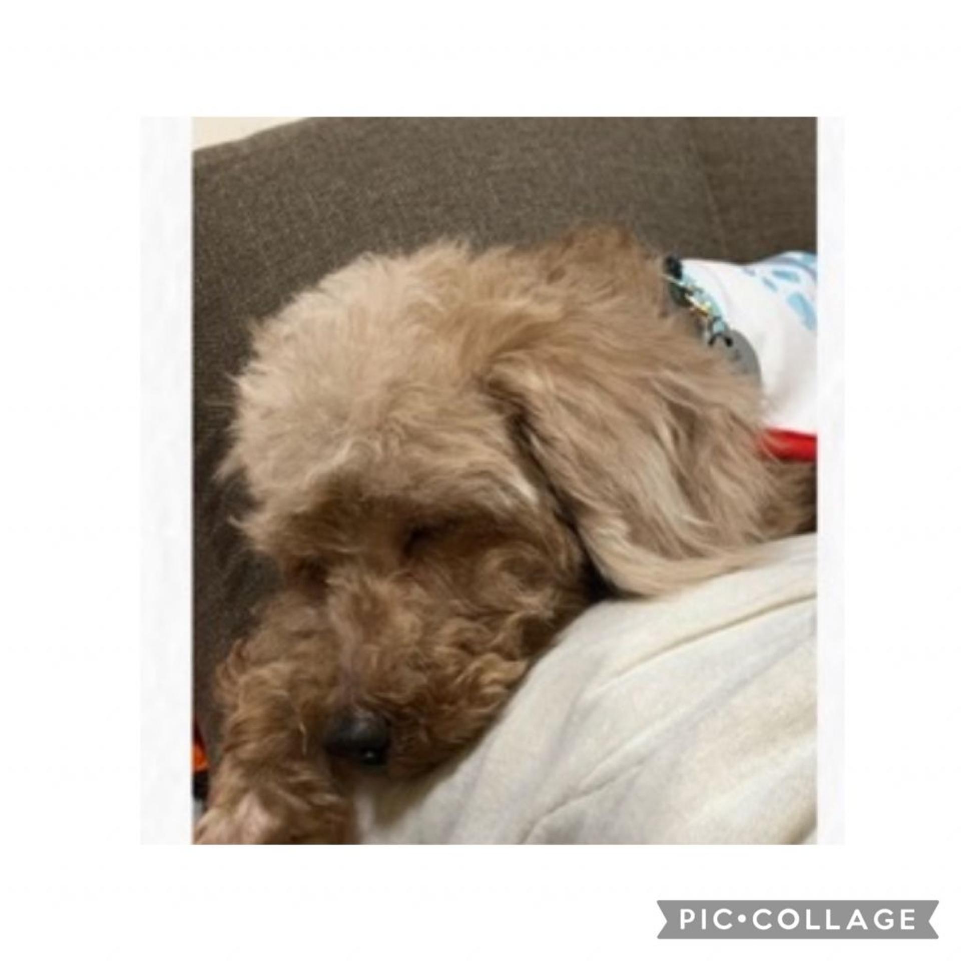 pet-image-6