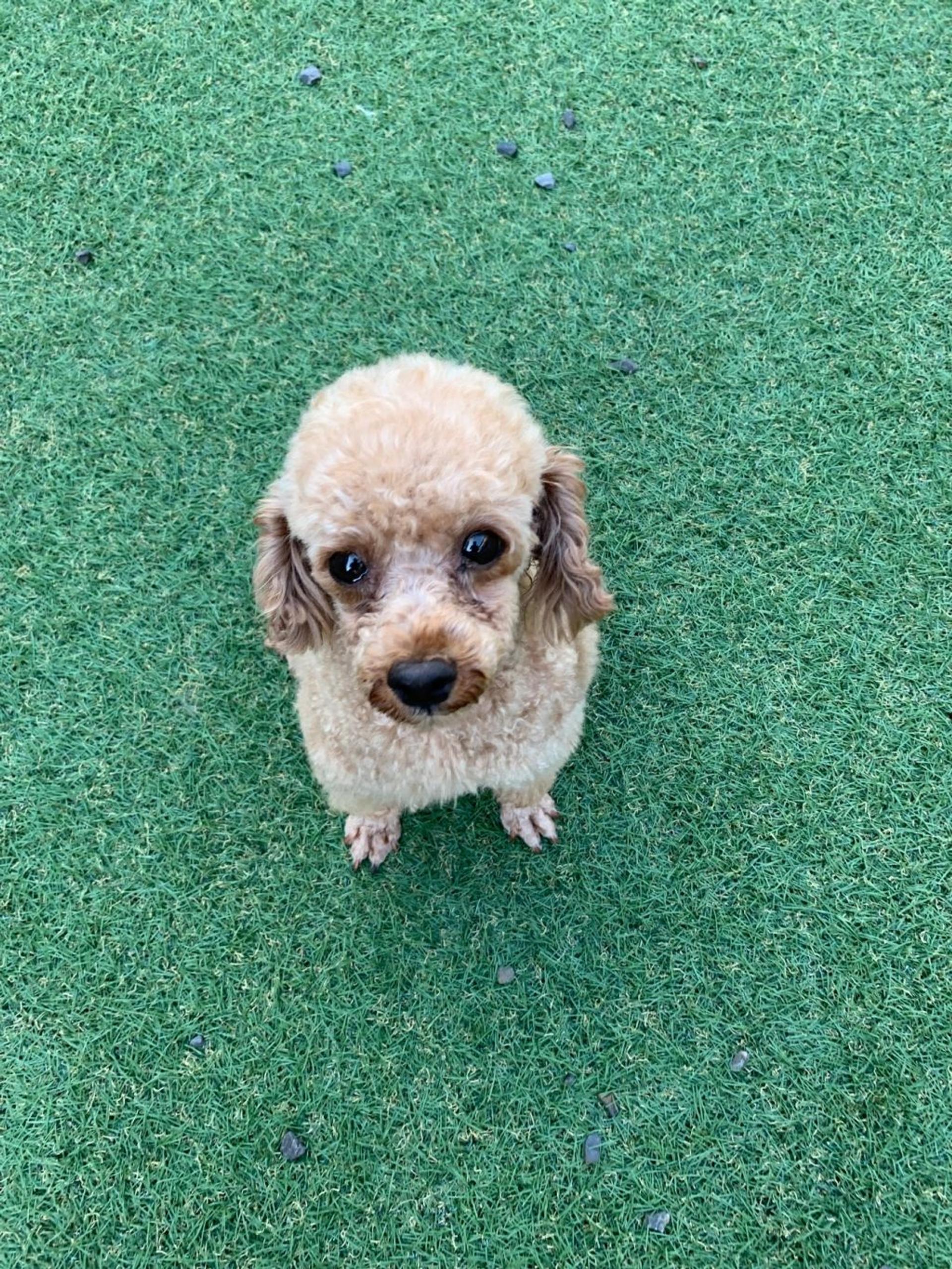 pet-image-2