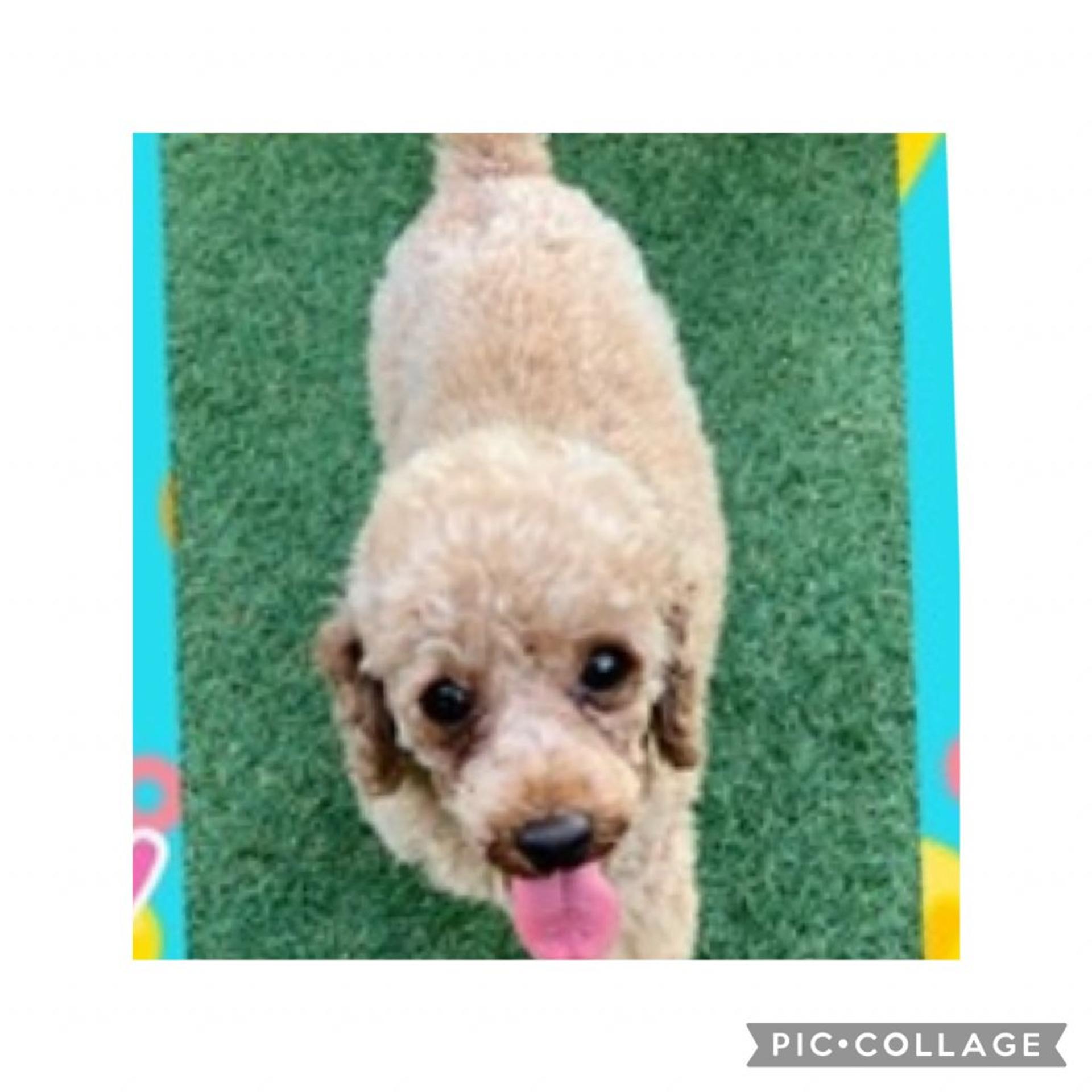 pet-image-6