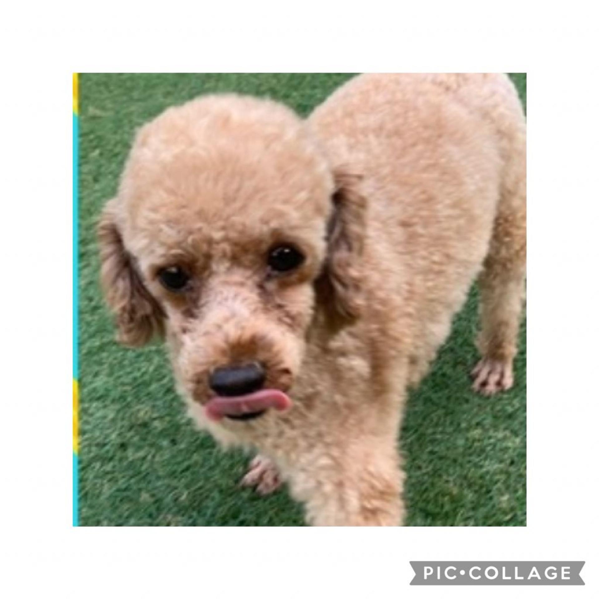 pet-image-7