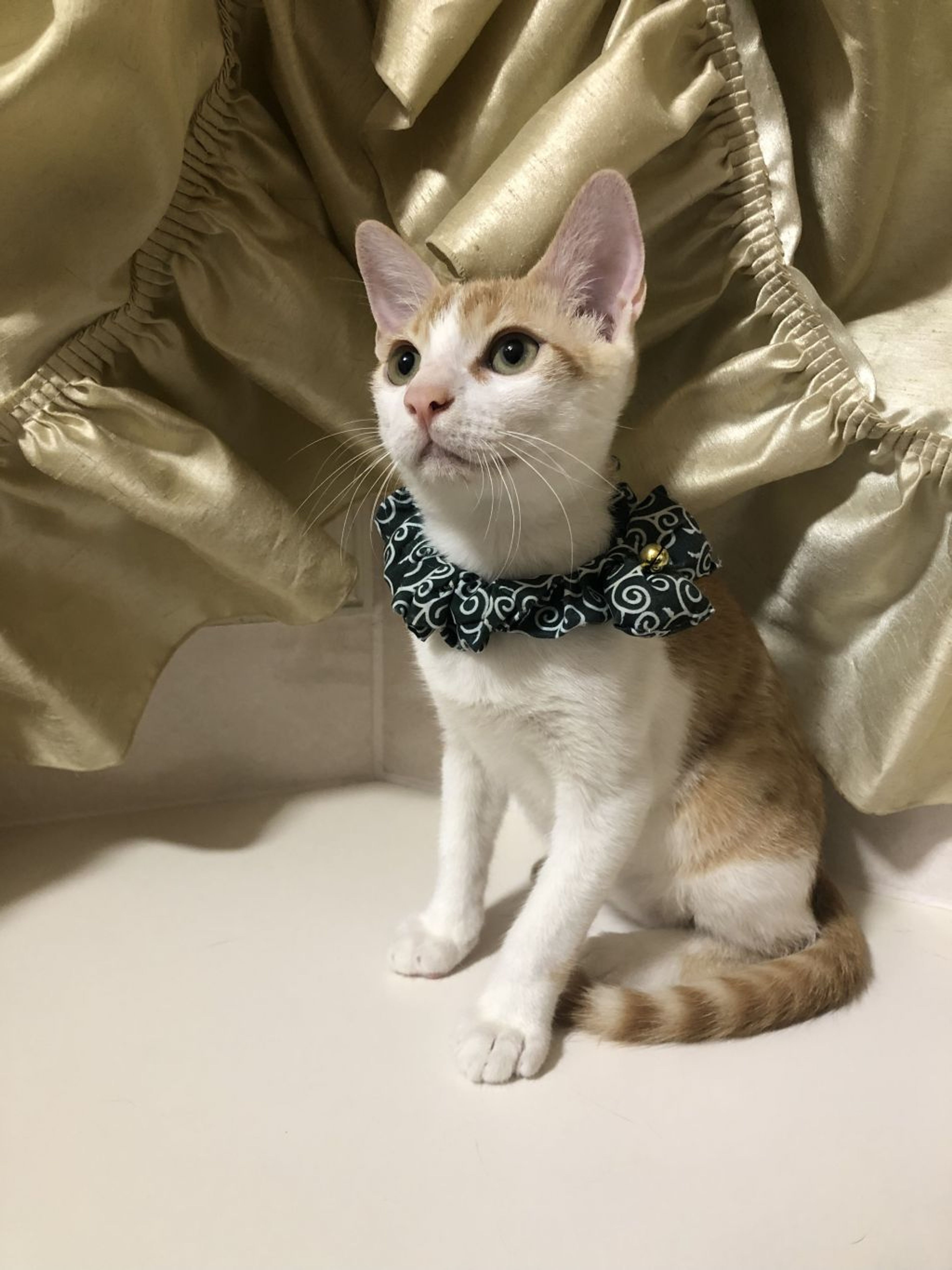 雑種（ミックス猫）・オスの里親募集の写真