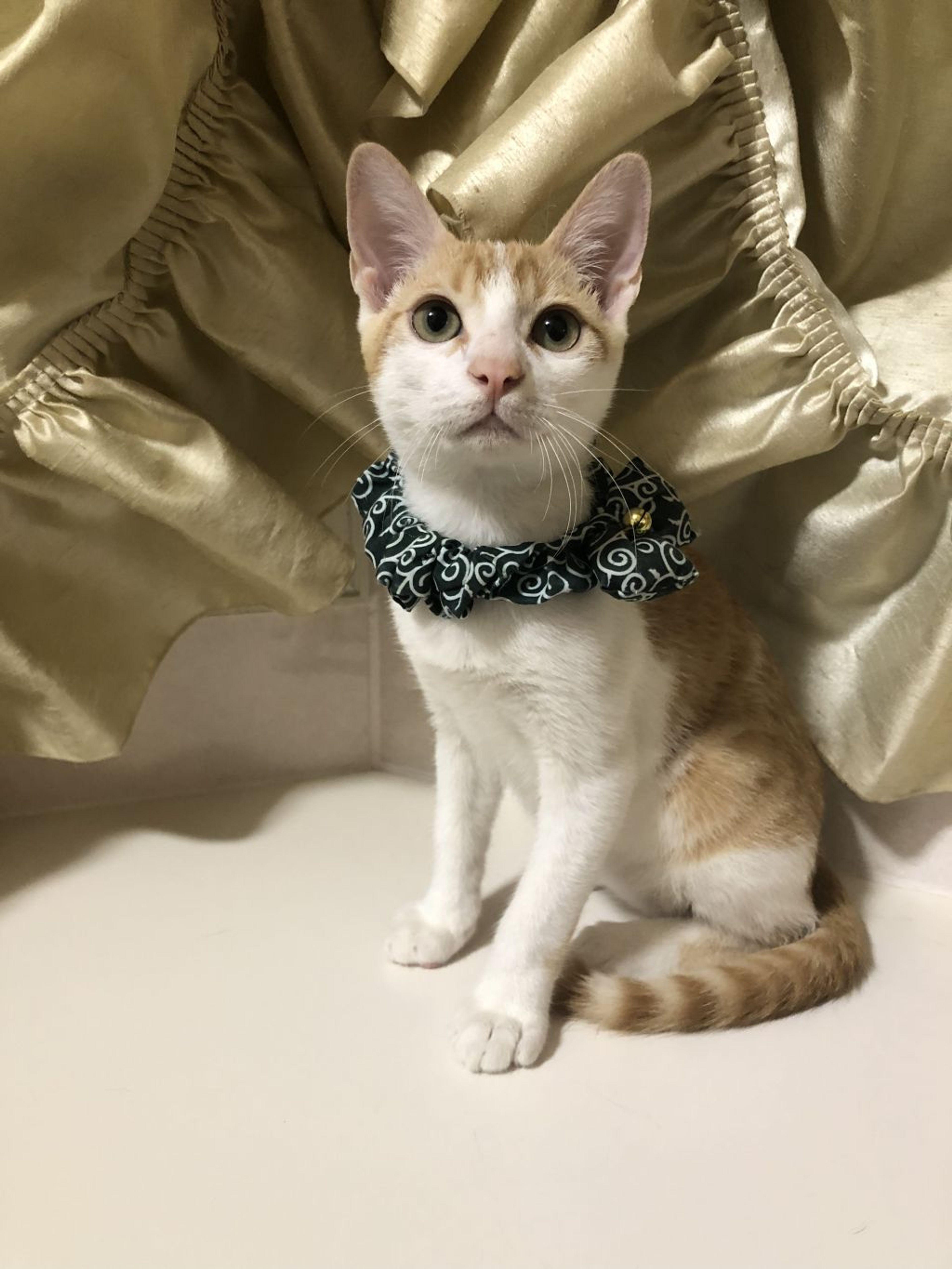 pet-image-3