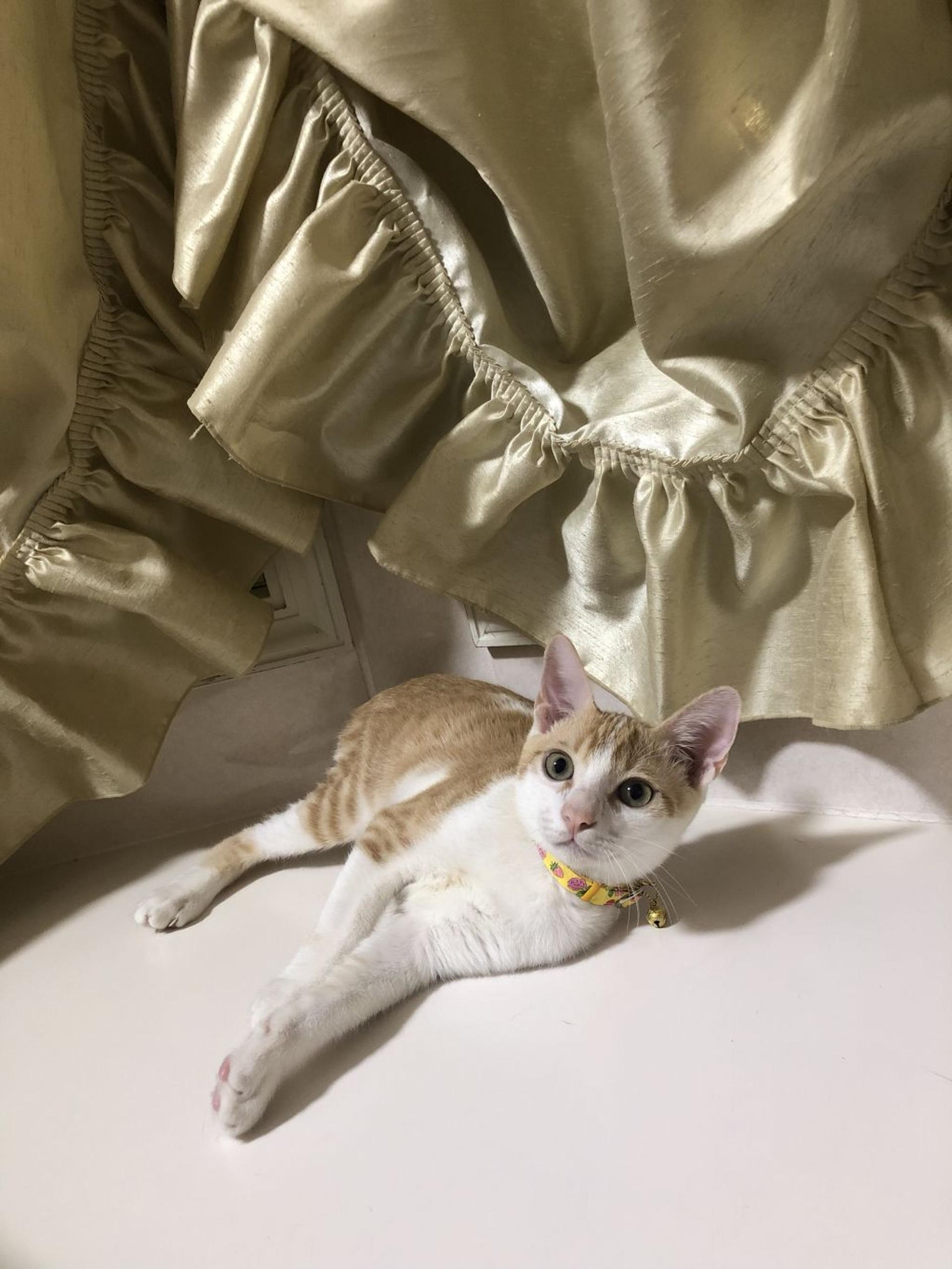 pet-image-5