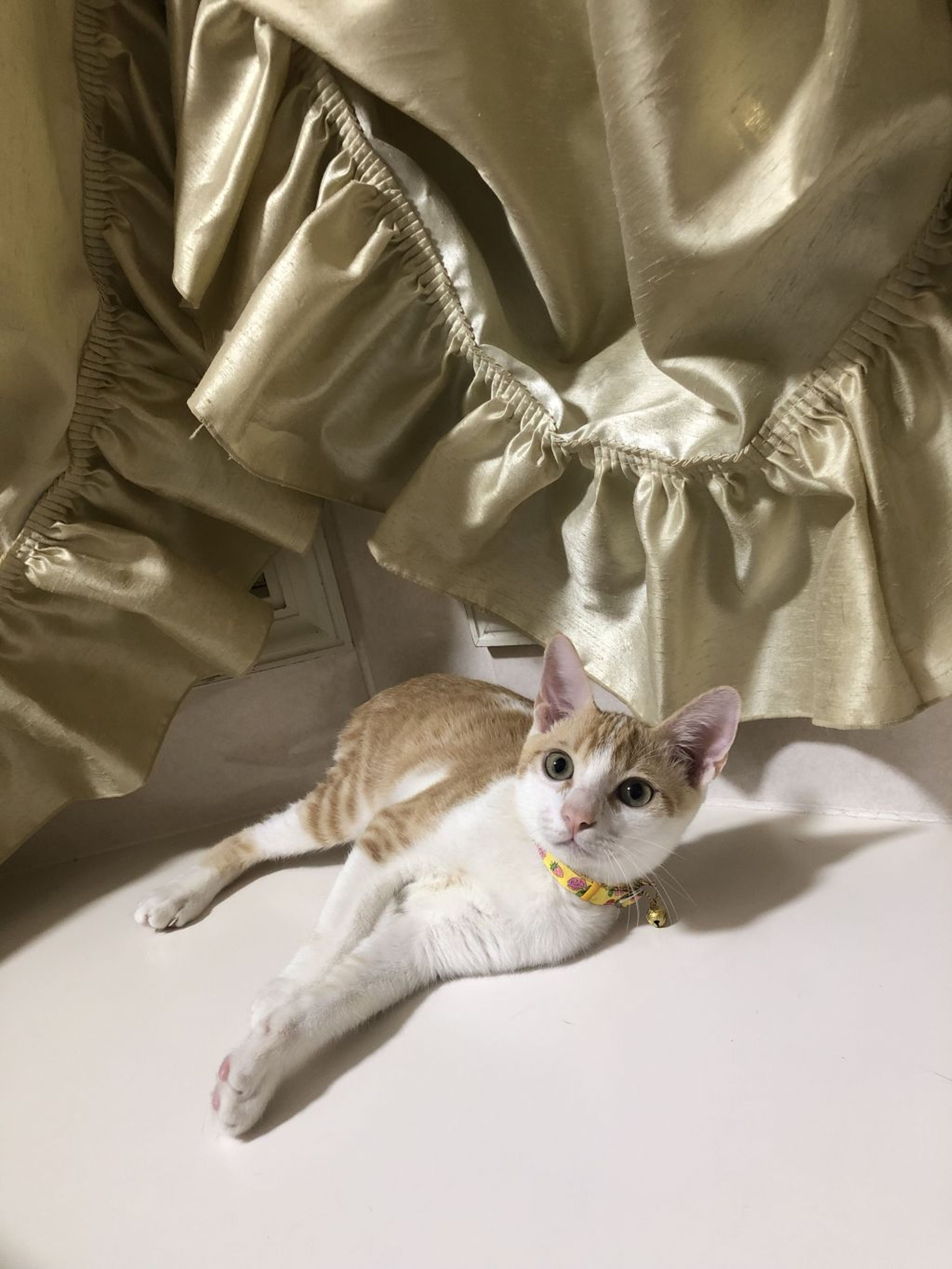 pet-image-5
