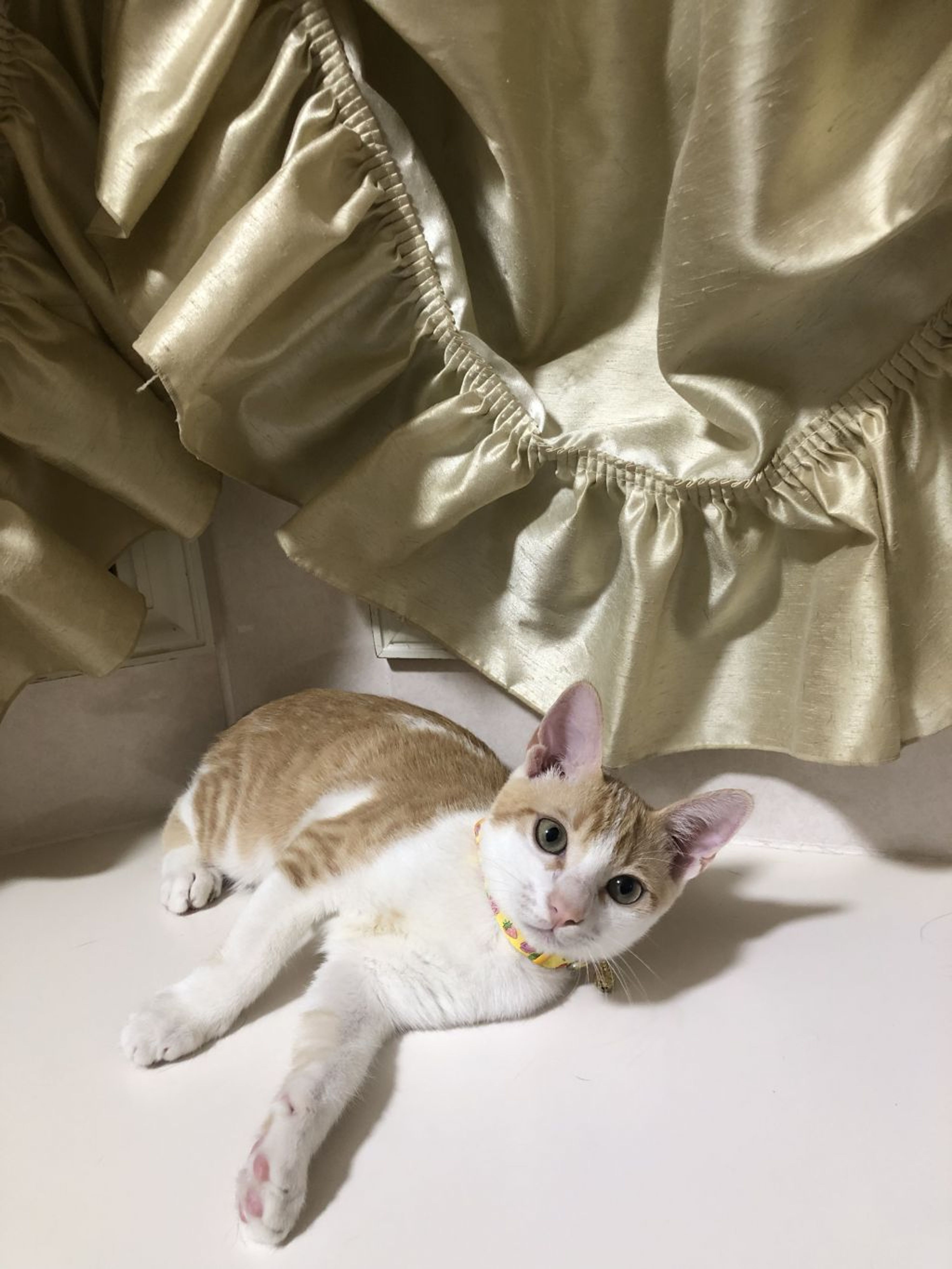 pet-image-7