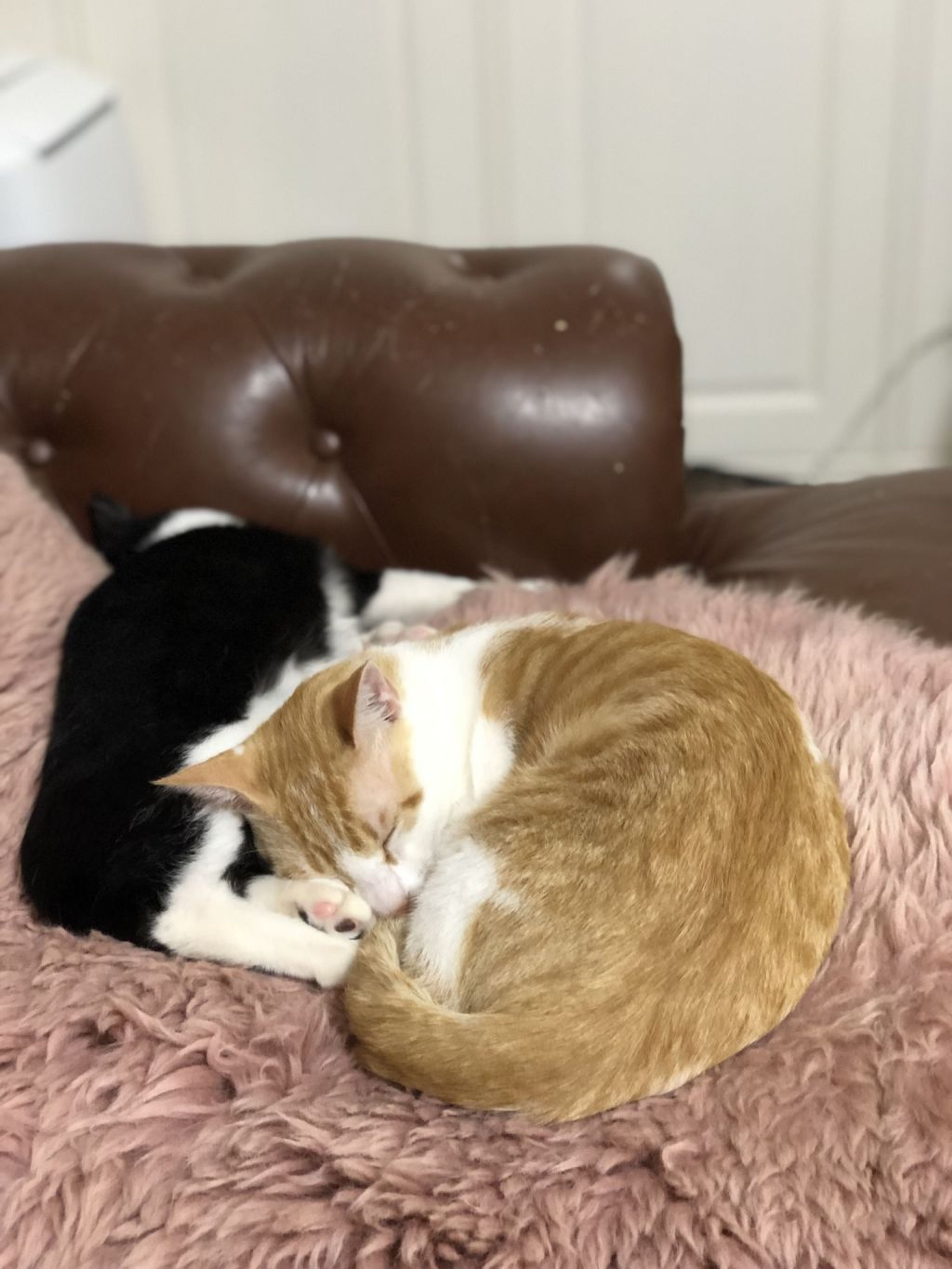 pet-image-4