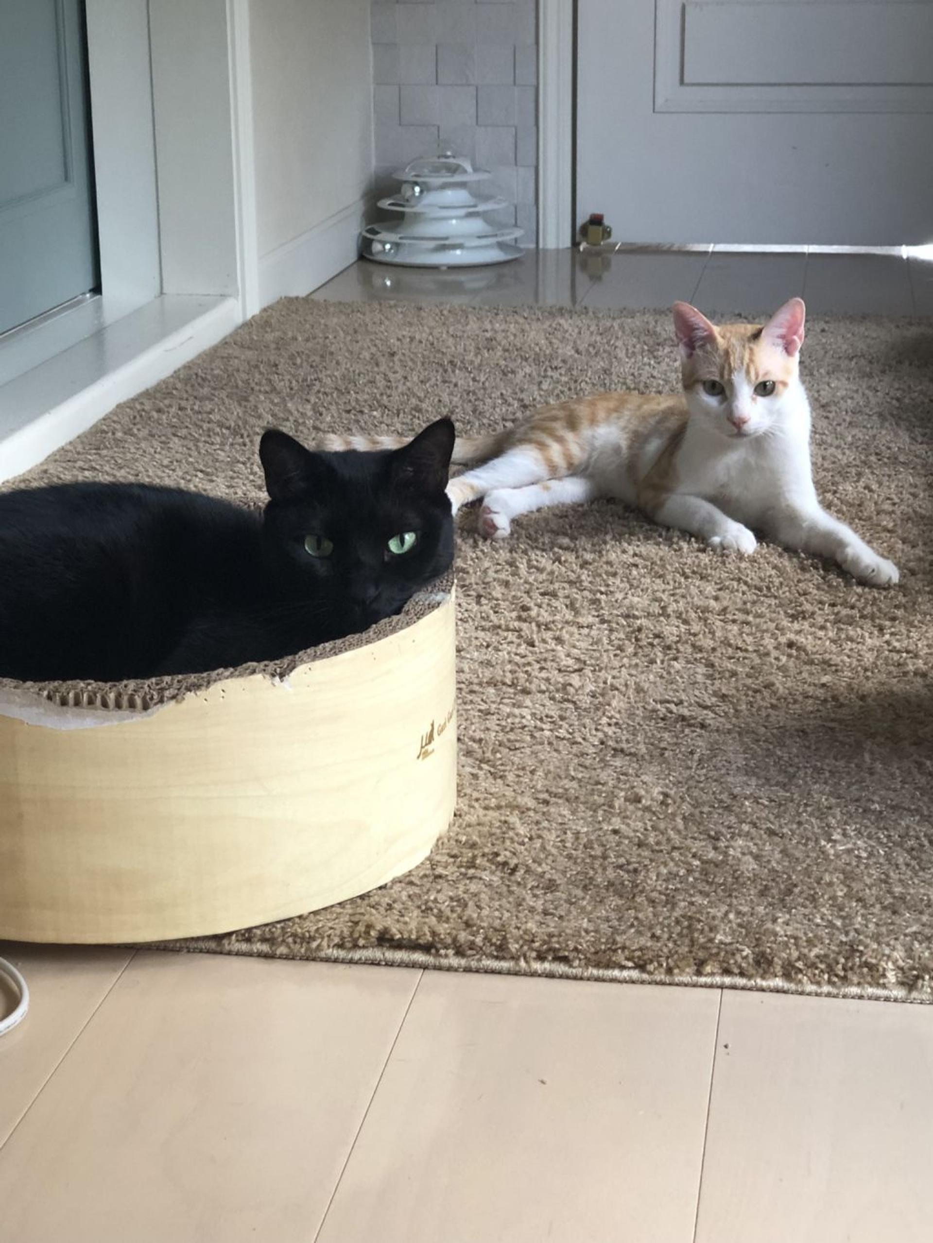 pet-image-6